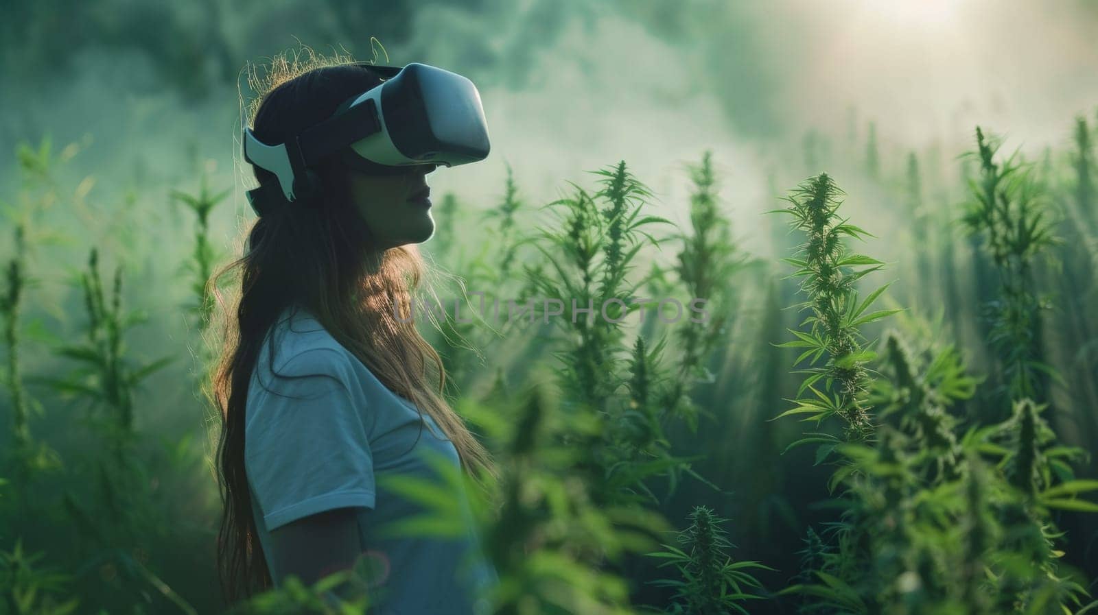 A woman wearing virtual reality glasses in a field of marijuana