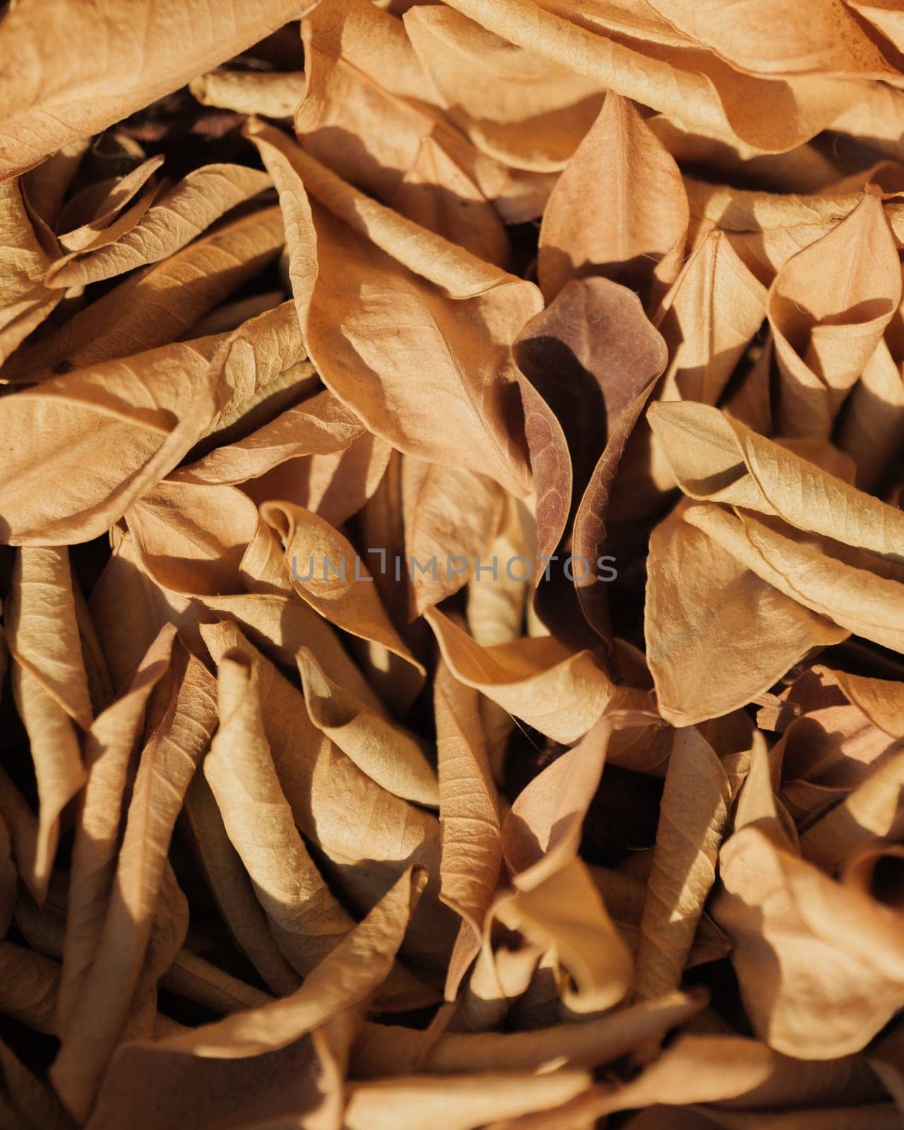 A Pile Of dry Brown Leaves On A Table by apavlin