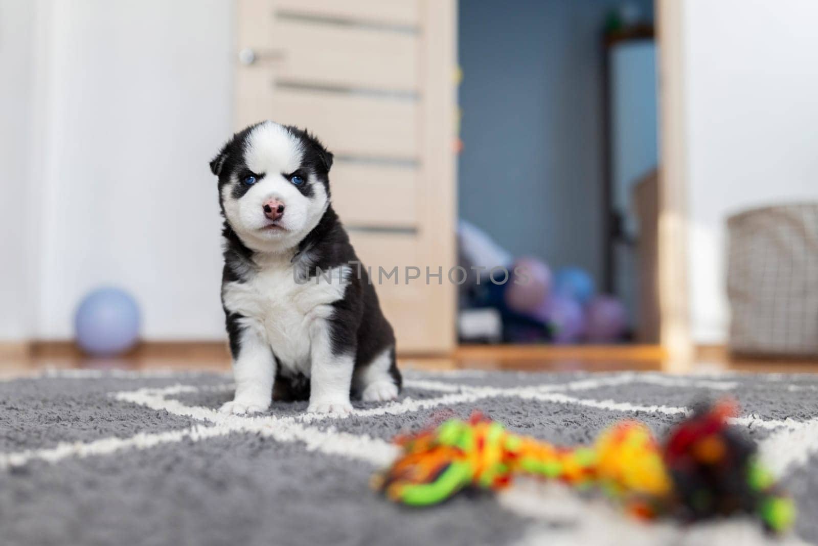 Black and white husky puppy sitting on carpet with toy in background. Pet growth and development concept. Design for poster, banner, and greeting card
