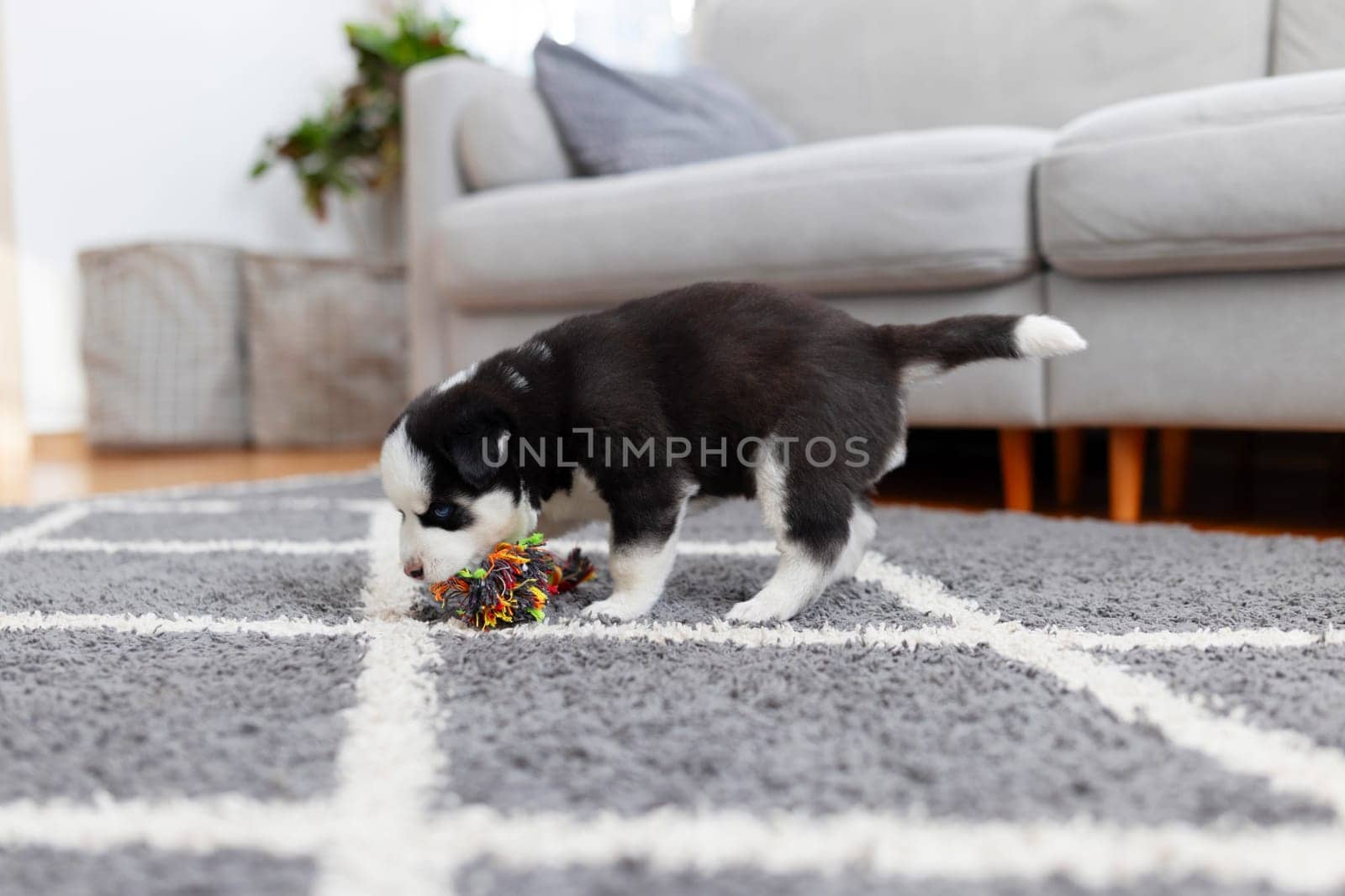 Adorable black and white puppy playing with a colorful chew toy in a cozy home setting.
