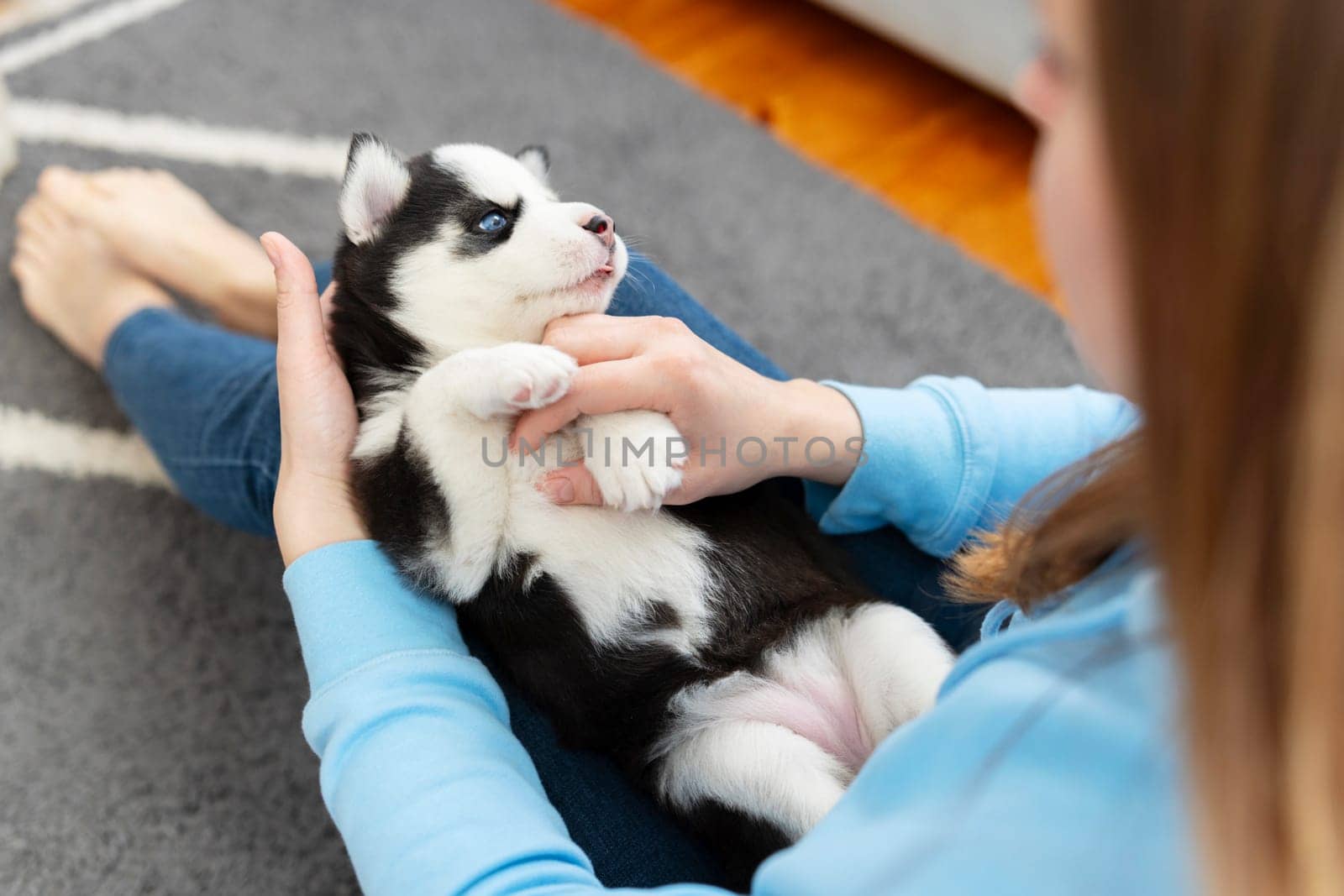 Person holding a husky puppy with blue eyes over a grey carpet by andreyz