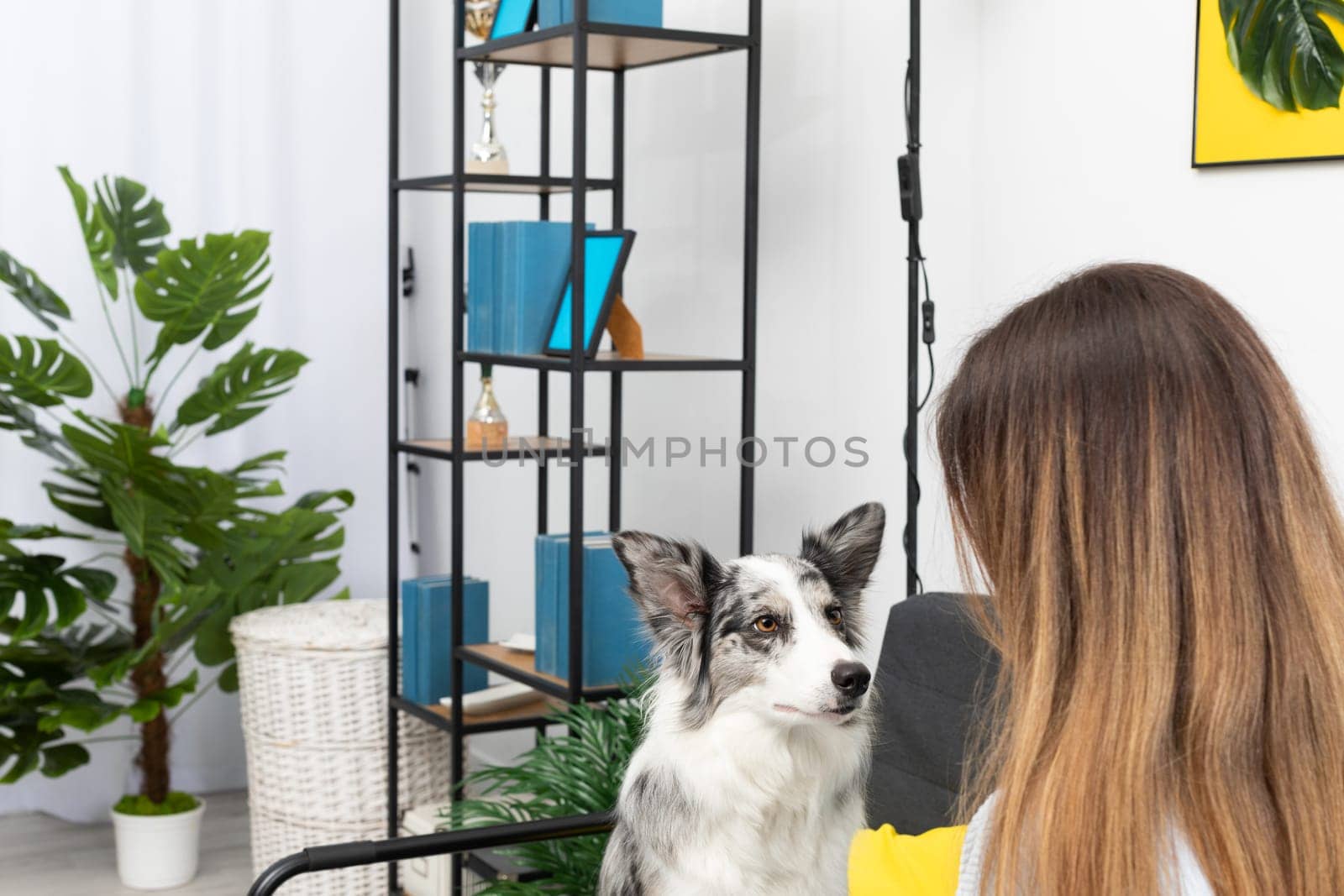 A young adult sits with a dog in the living room at home practicing obedience. The room of the living room in a modern styling. Purebred Border Collie dog in shades of white and black, and long and fine hair.