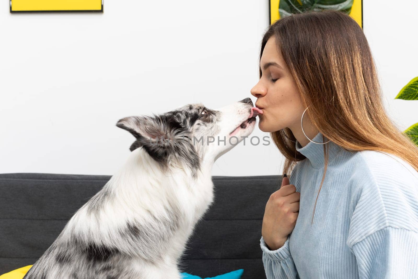 Dog and teen full of friendship kiss in the living room at home. The room of the living room in a modern styling. Purebred Border Collie dog in shades of white and black, and long and fine hair.