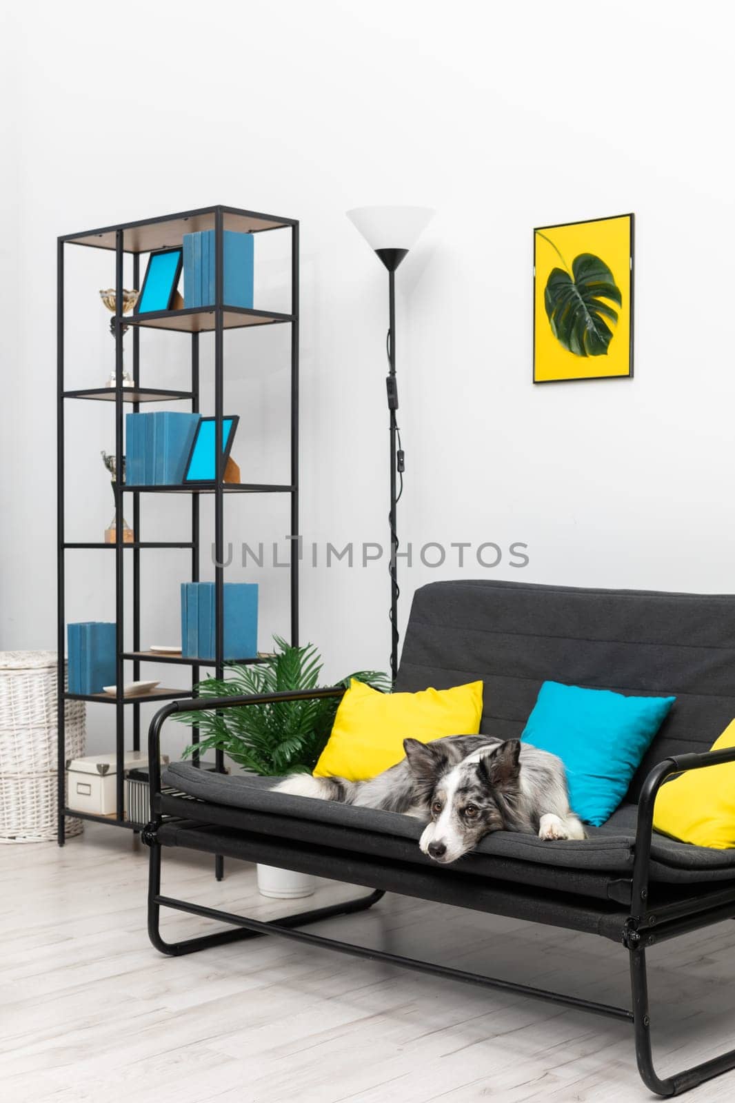 The dog rests on the sofa in the living room at home and calmly waits for the arrival of his sitter. The room of the living room in a modern styling. Purebred Border Collie dog in shades of white and black, and long and fine hair.