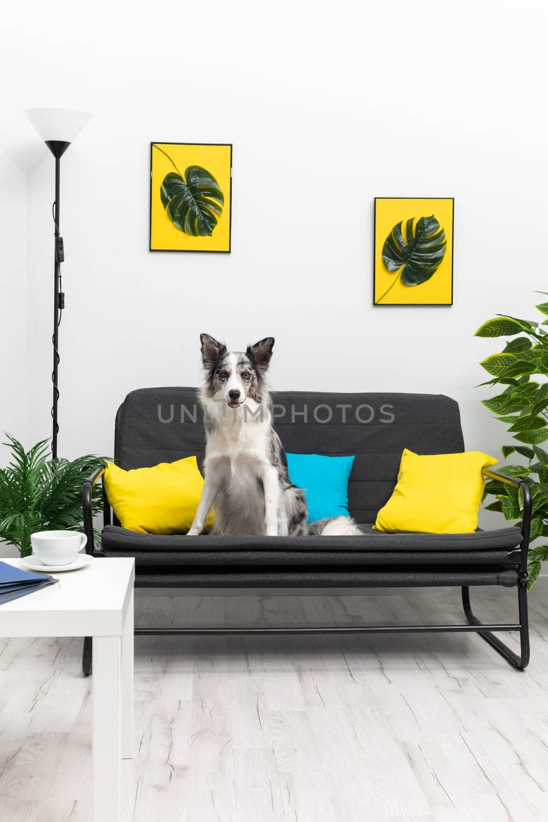 A trained dog sits vigilantly on his ass on the sofa in the living room at home. Purebred Border Collie dog in shades of white and black, and long and fine hair. Living room in a modern styling.