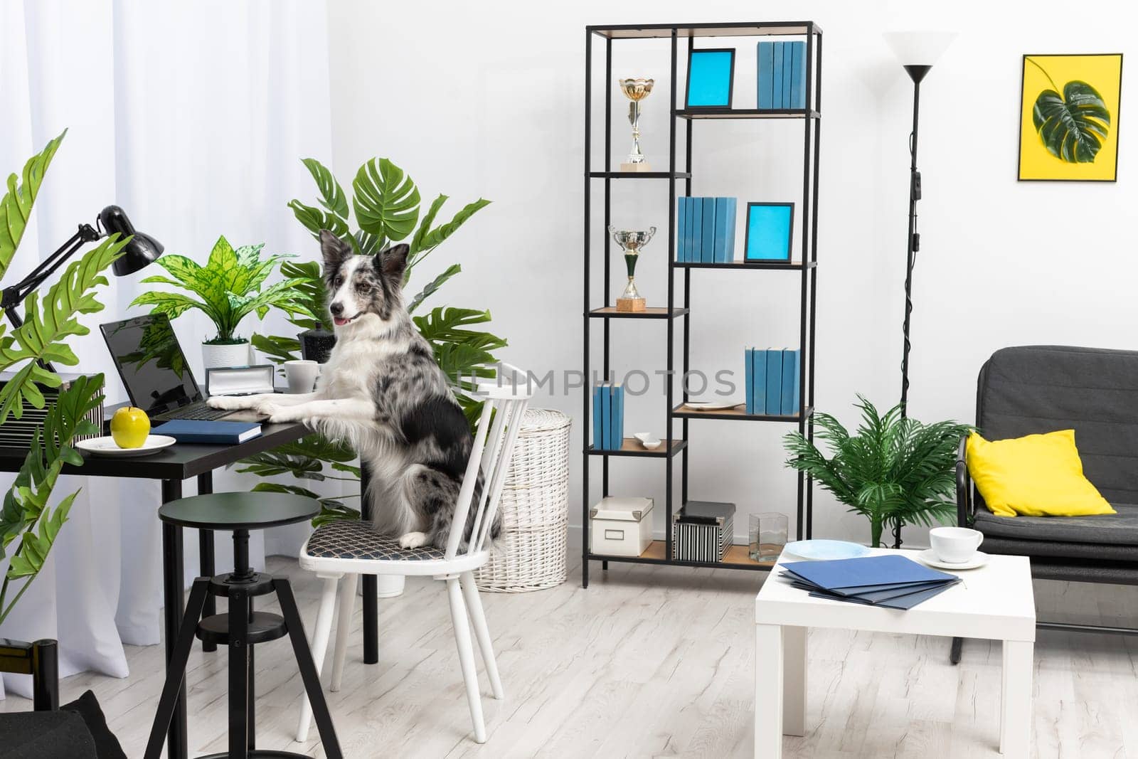 While the babysitter was away, the dog sat on the chair in front of the laptop in the living room. Purebred Border Collie dog in shades of white and black, and long and fine hair. Living room in a modern styling.