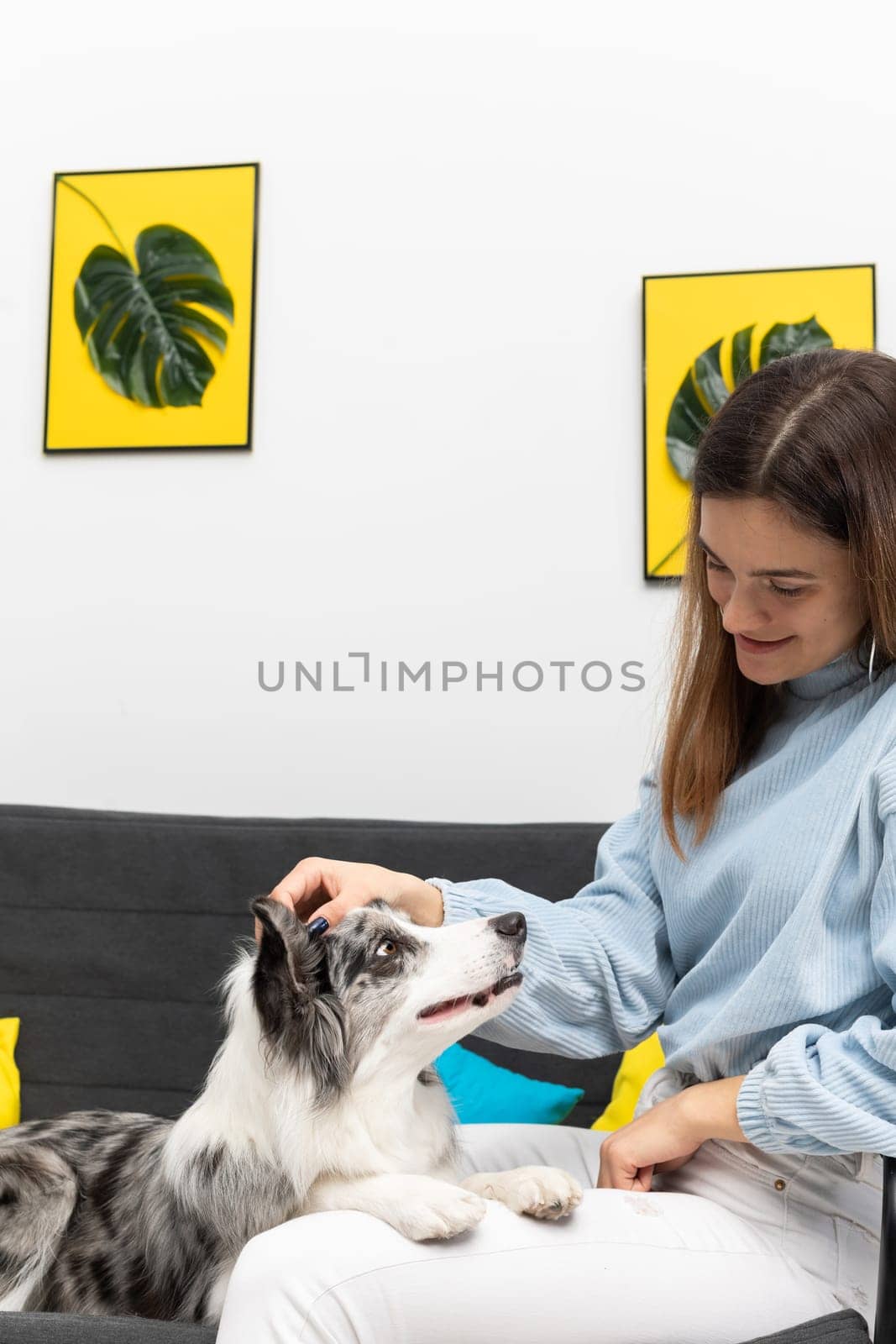 During the break between exercises, the trainer strokes her dog while sitting on the sofa and he looks at her. Purebred Border Collie dog in shades of white and black, and long and fine hair. Living room in a modern styling.