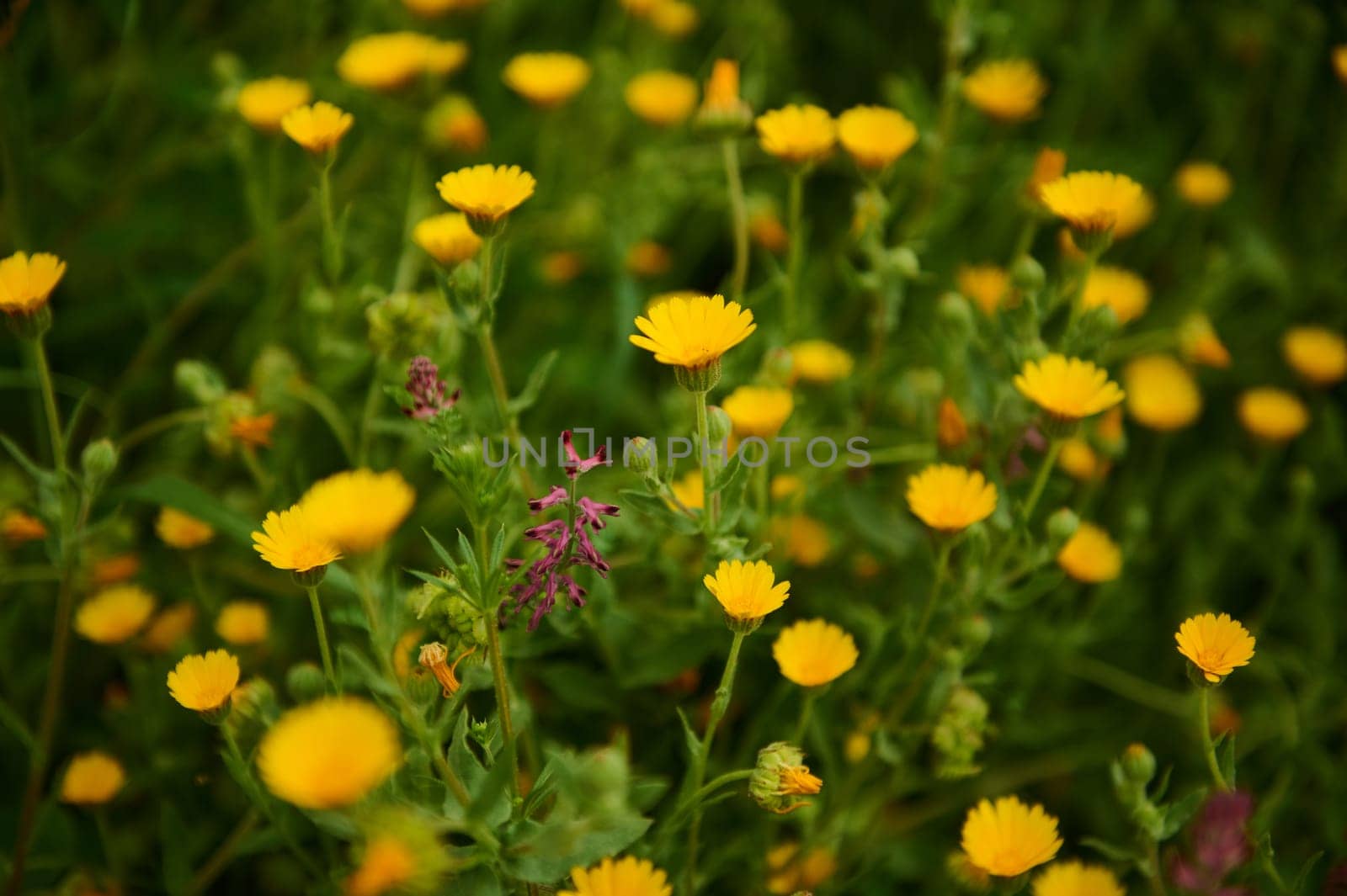 Floral background with medicinal calendula flowers in the field in the meadow in mountains. Medicinal plants and flower growing in wild nature. Nature background. Herbal medicine
