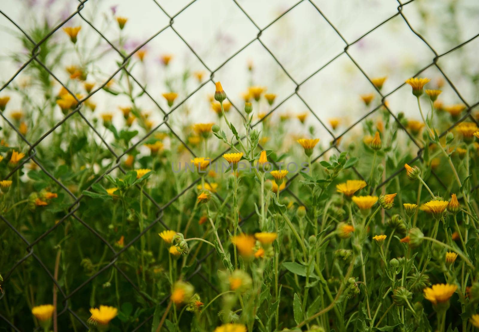 Medicinal calendula flowers growing in the field in the meadow in mountains over metal fence background. Nature background. Herbal medicine