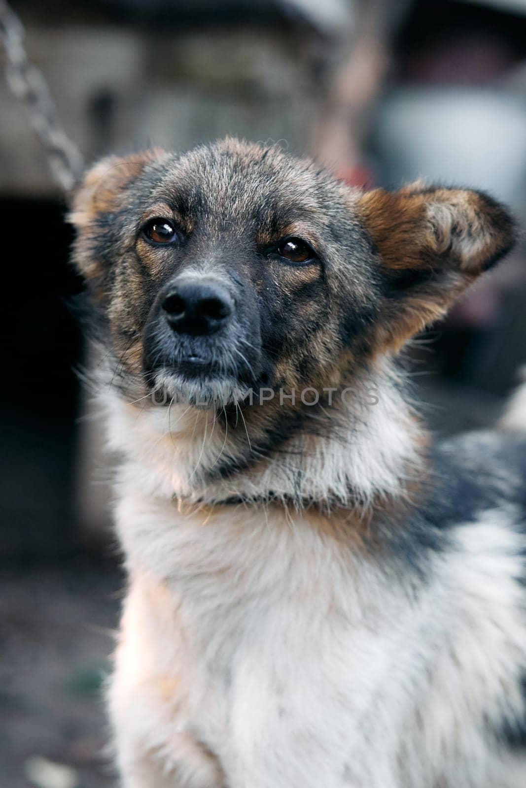 A pet dog poses for the camera. Small spotted dog close-up by Serhii_Voroshchuk
