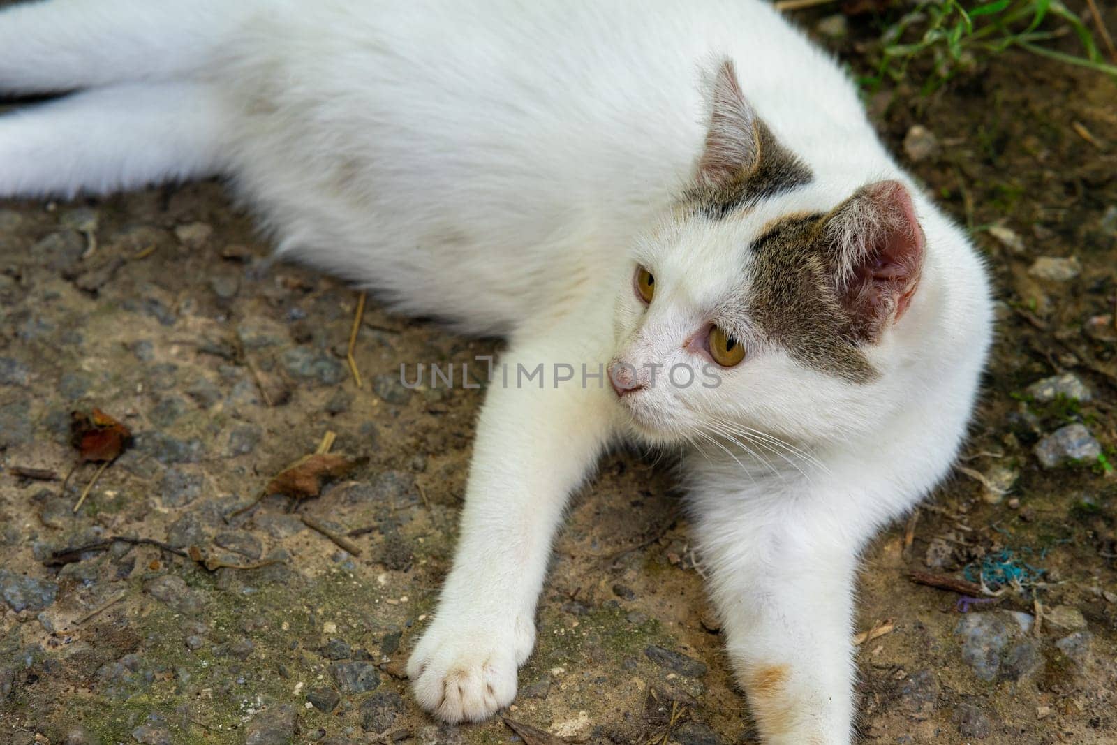 Domestic cat lies on the ground. Pussy close-up by Serhii_Voroshchuk