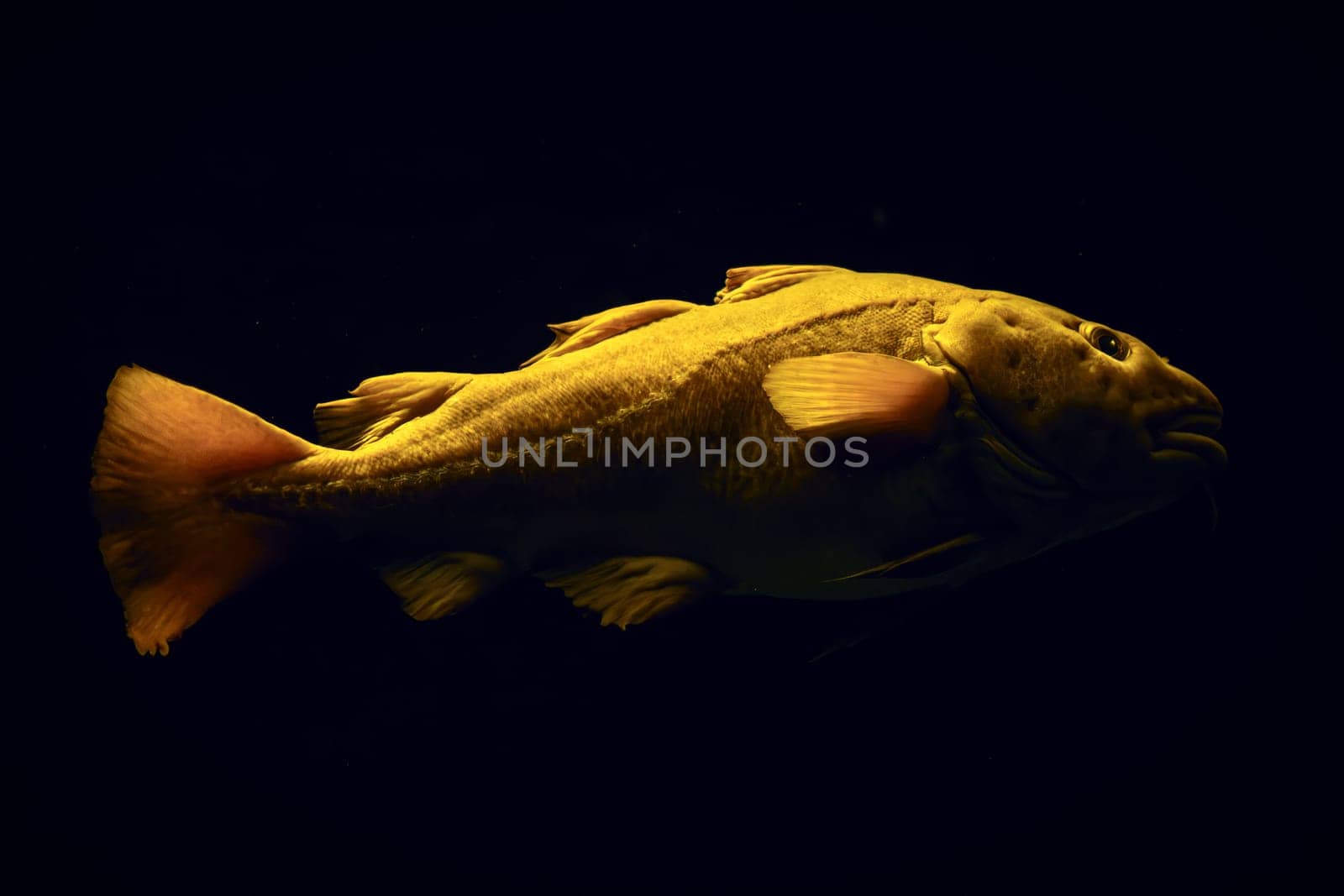 Atlantic cod Gadus morhua in sea underwater