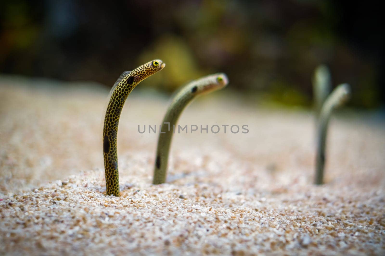 Spotted garden eel by dimol