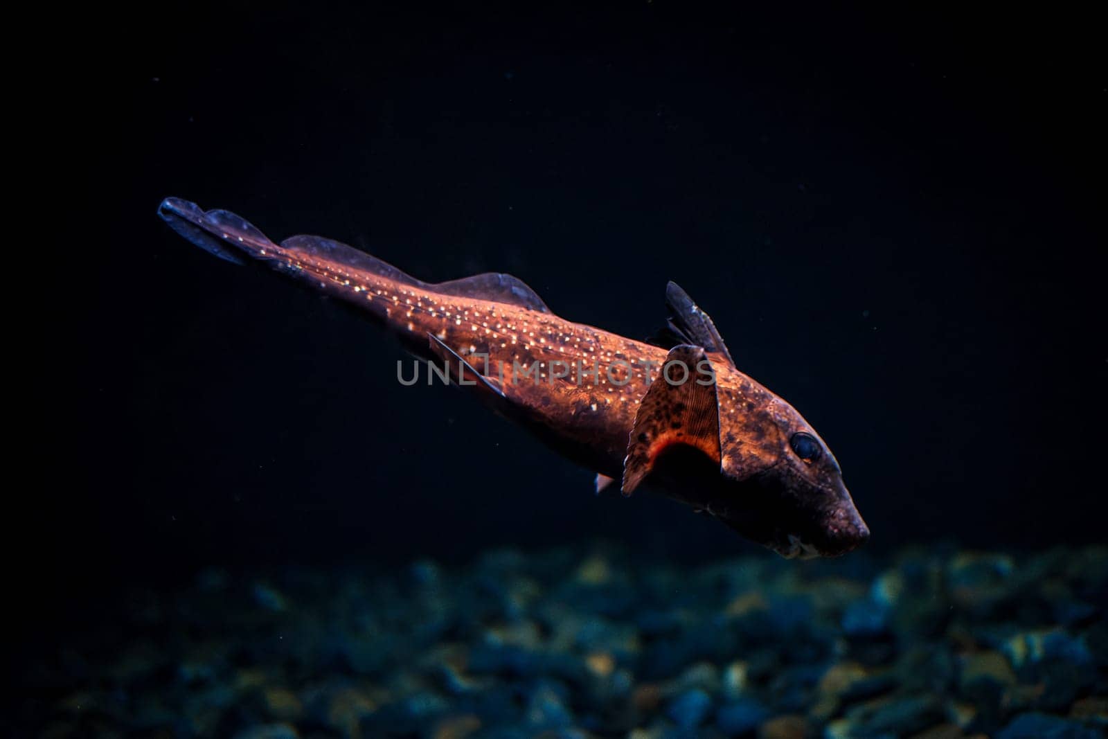 Spotted ratfish Hydrolagus colliei underwater in sea