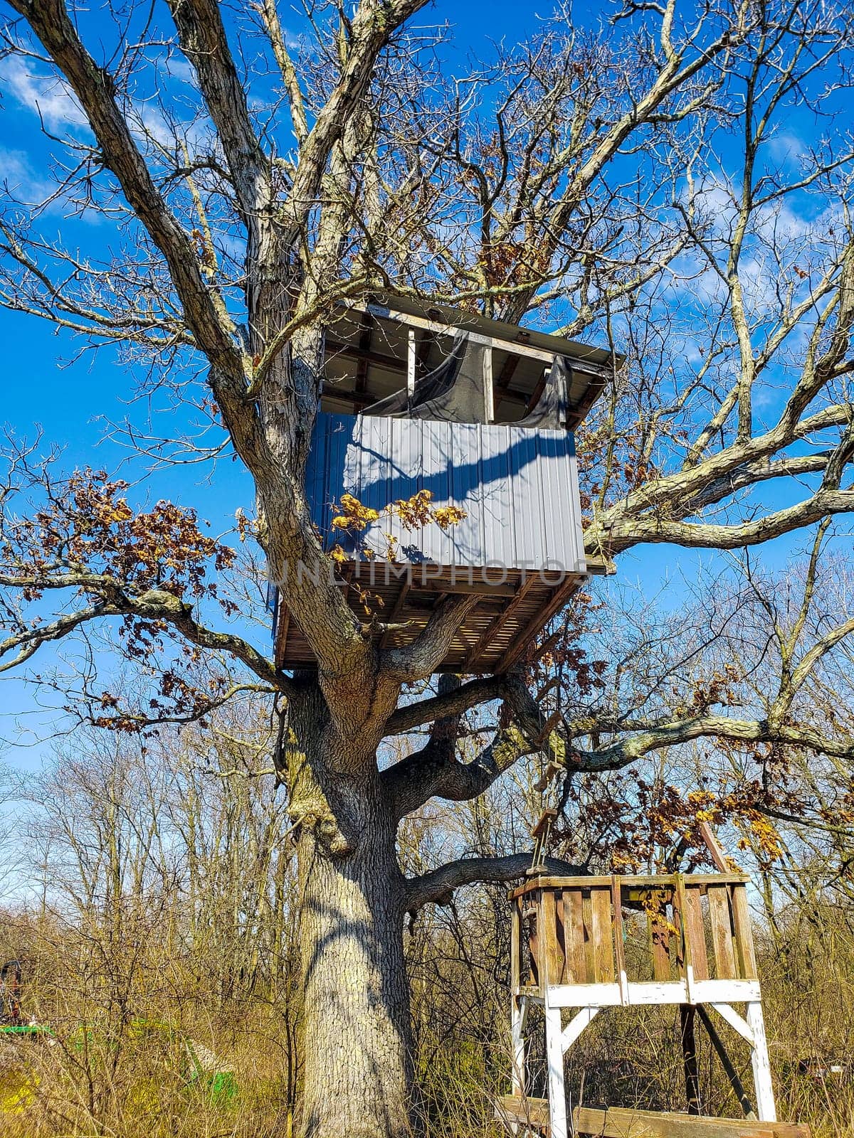 View of a Treehouse in a Bare Tree in Late Winter