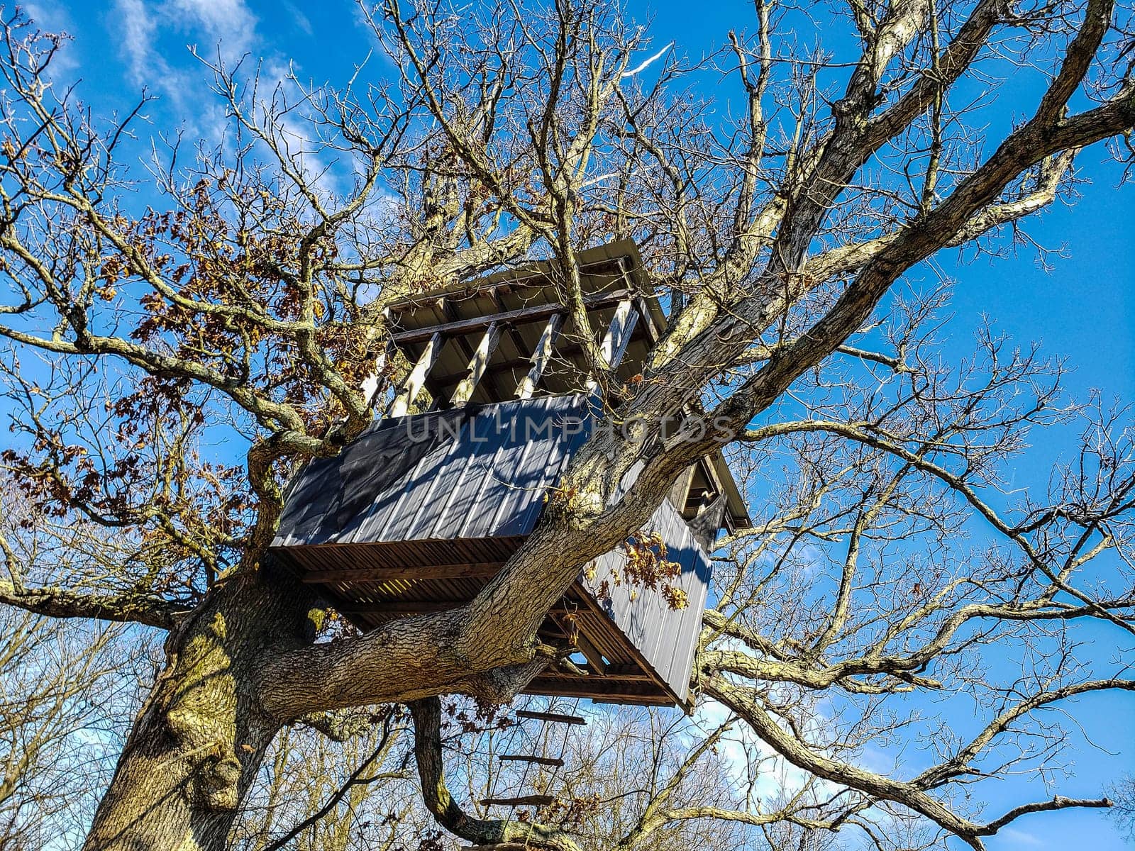View of a Treehouse in a Bare Tree in Late Winter