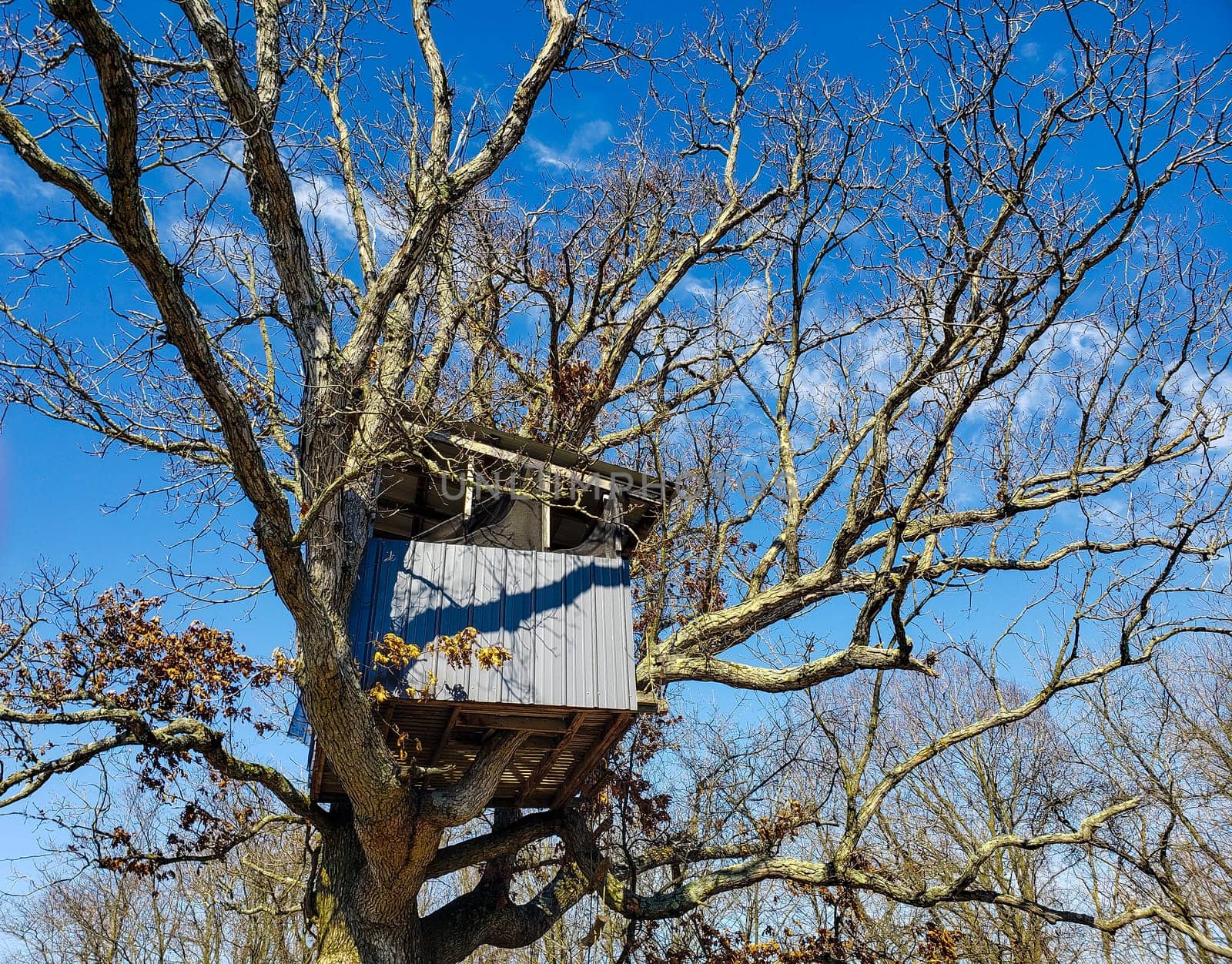 View of a Treehouse in a Bare Tree in Late Winter