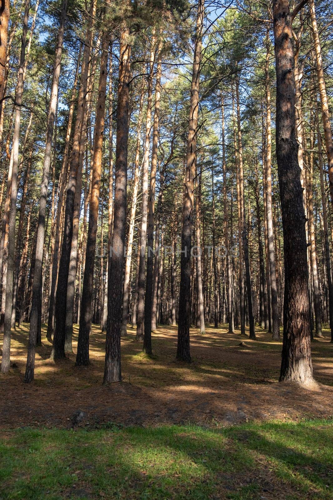 Forest background of pine trees. Spruce forest. Many vertical tree trunks on the ground. Park in a city in Russia.
