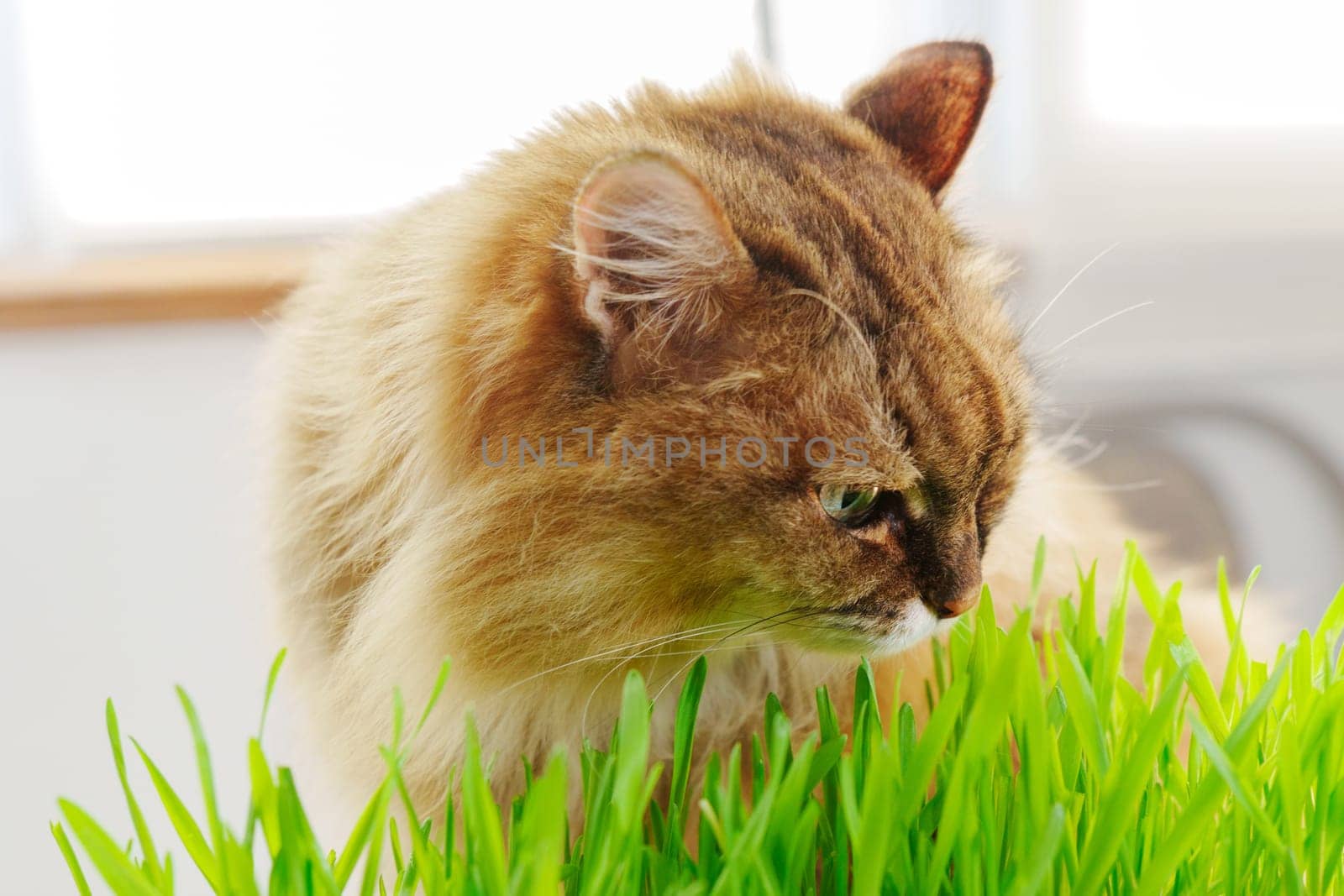 Cat is seen up close in the grass, munching on blades of green grass in a natural outdoor environment. by darksoul72