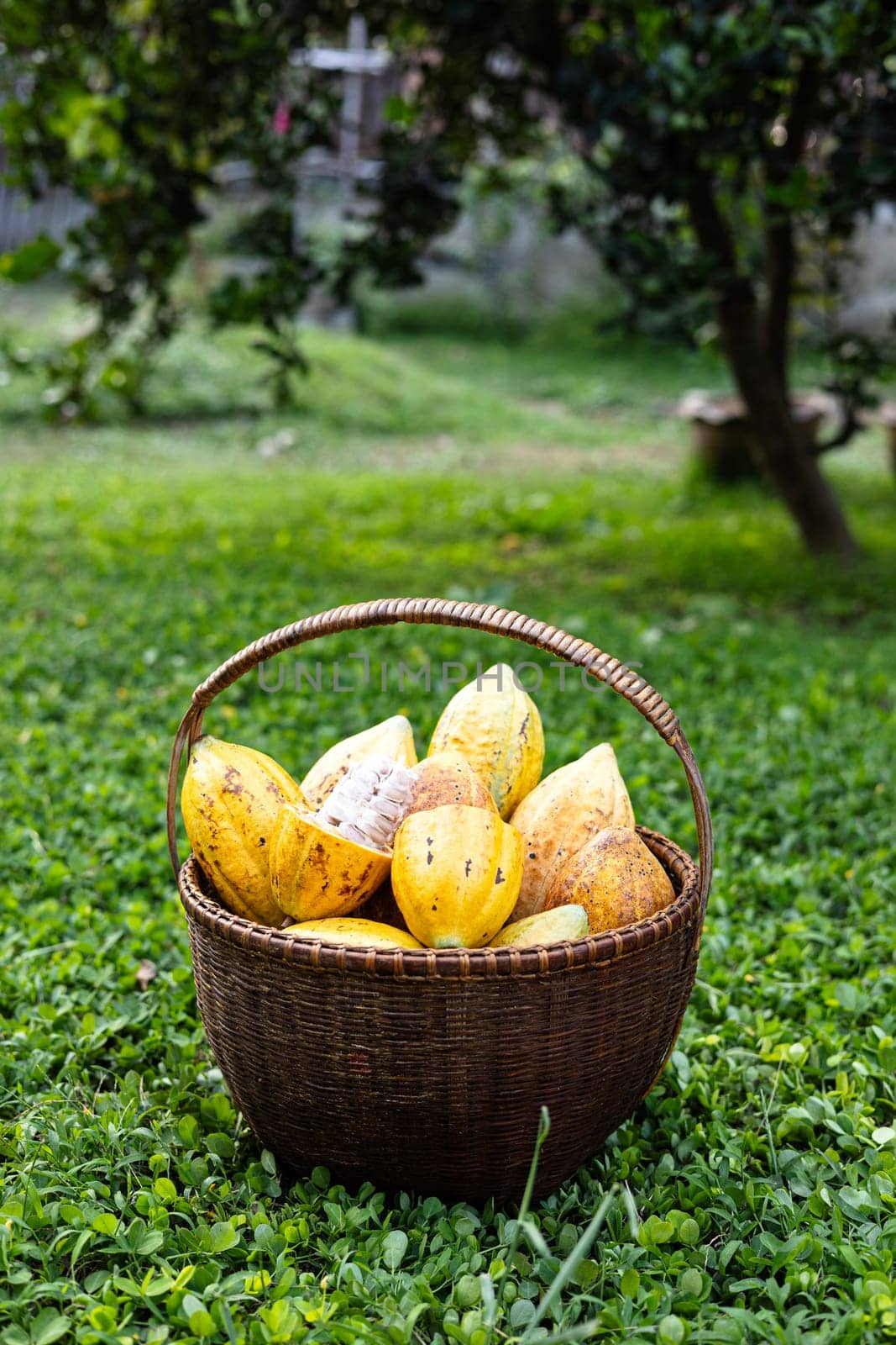 Ripe Cacao Fruit In The Basket  by urzine