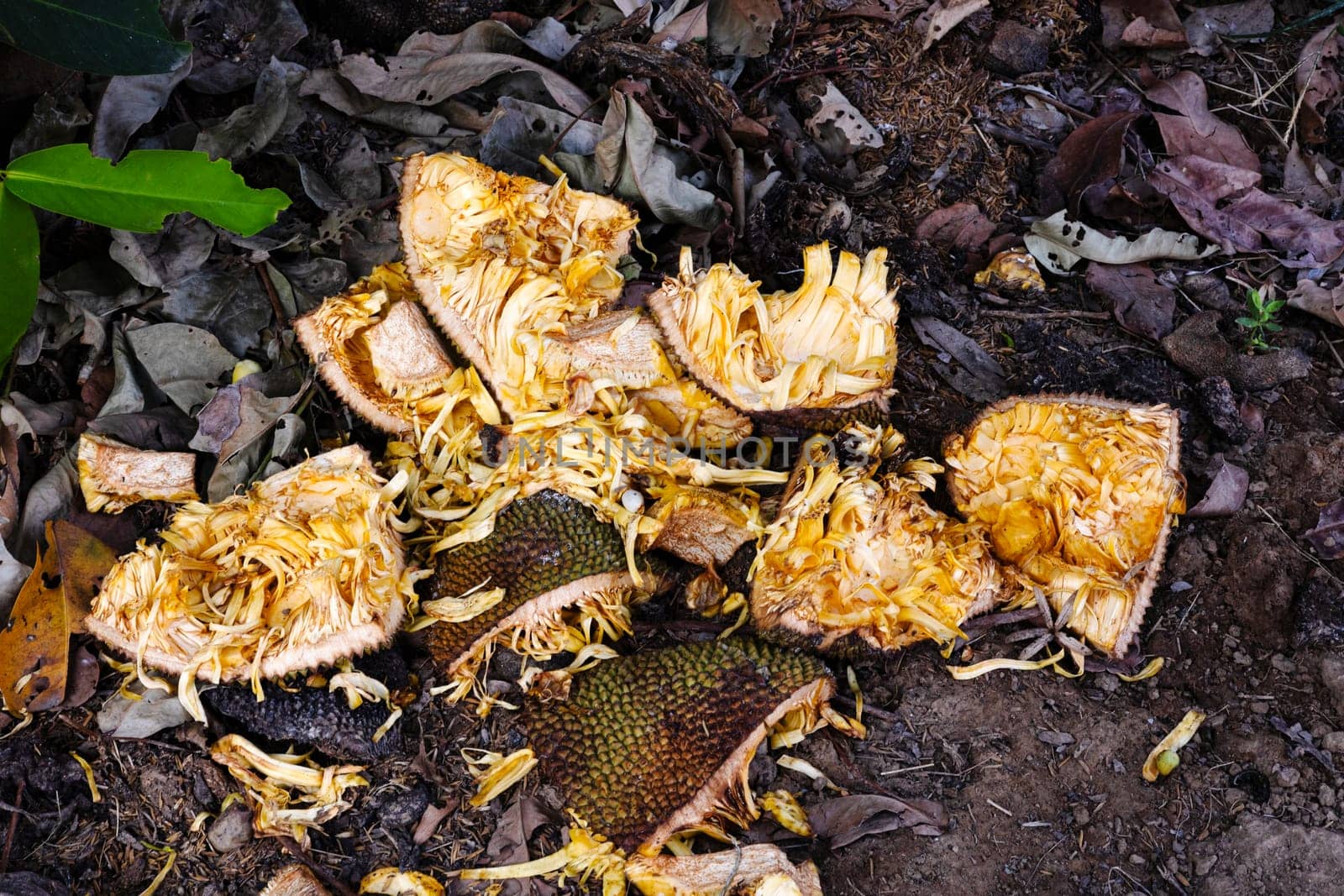 Close-up of ripe jackfruit rags on the floor. Tropical fruit, Jack fruit sliced on the floor background.