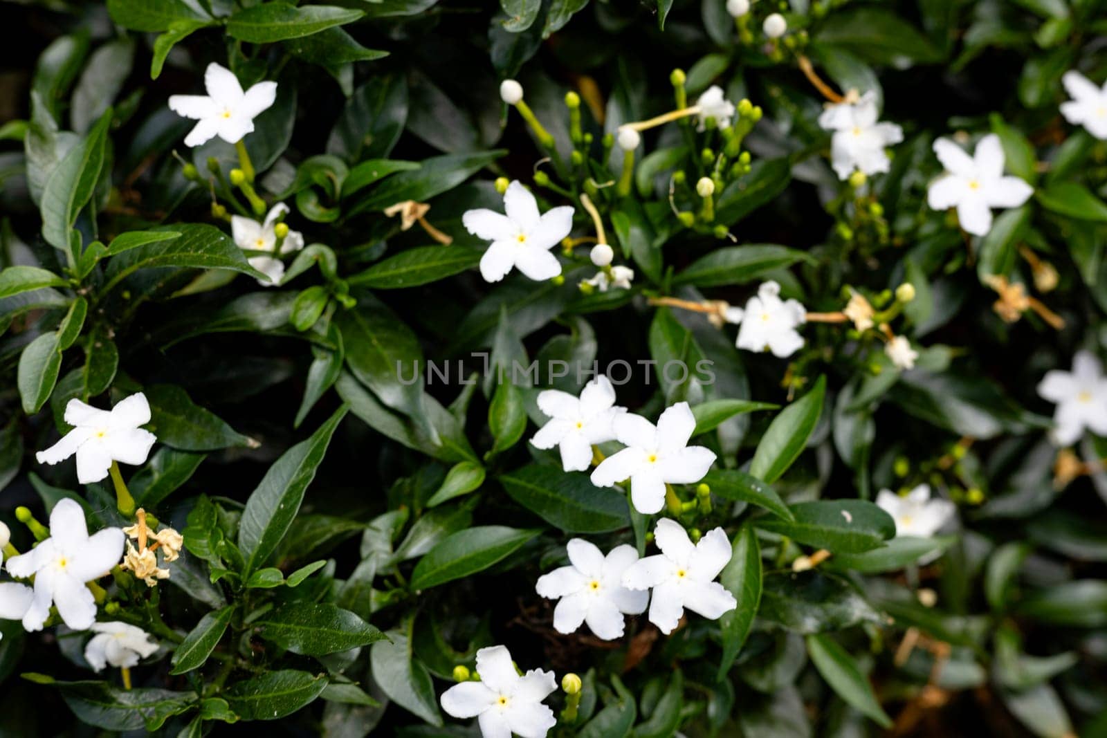 Plants with white flowers and green leaves grow abundantly. Close-up of beautiful white flowers and green leaves.