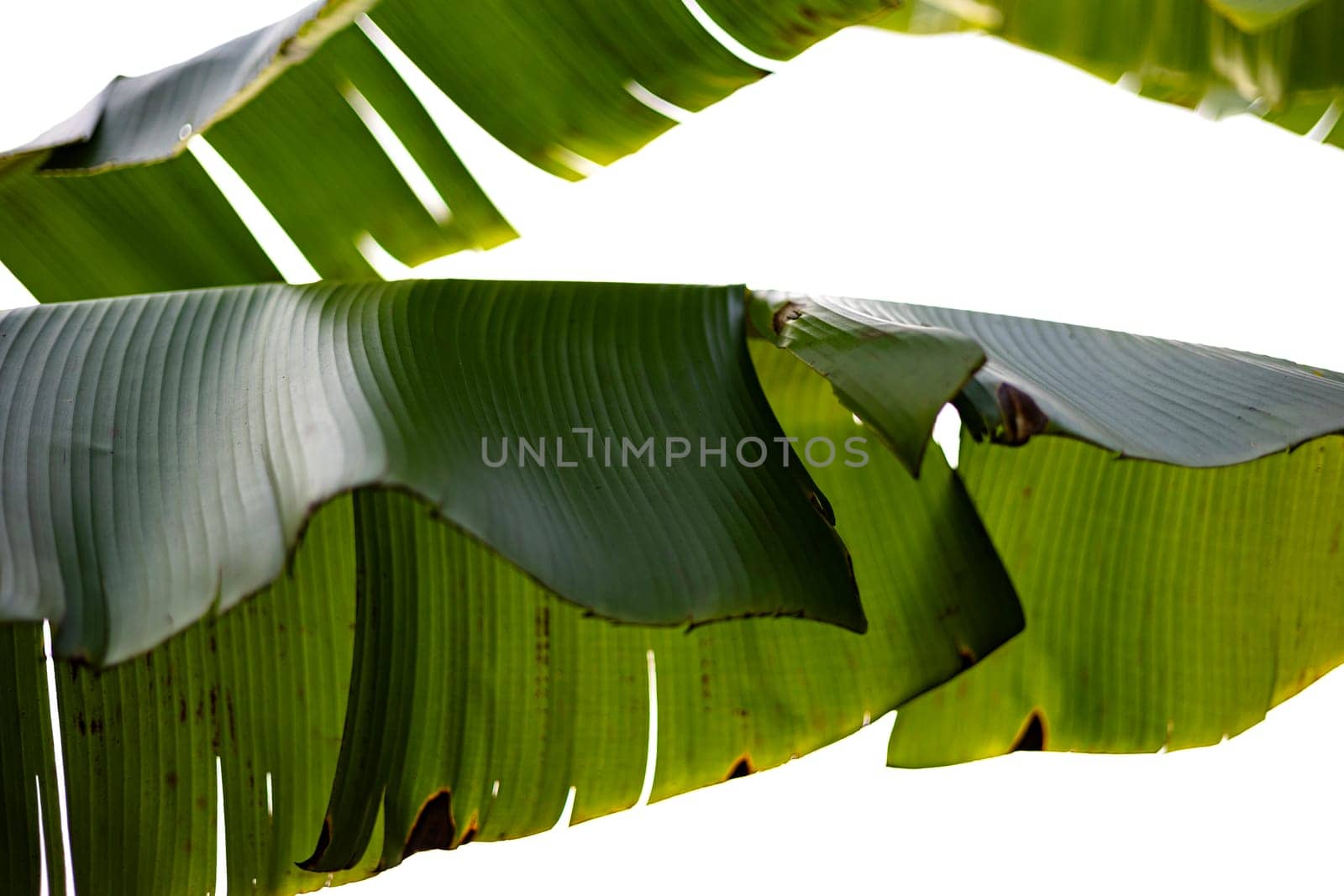 banana leaves background. Bottom view of tropical green leaves.