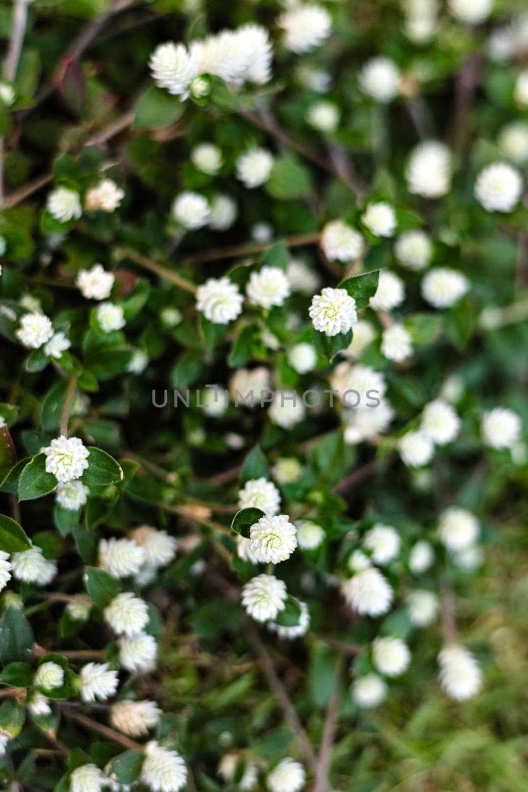 Blooming wild high grass in nature, Abstract nature grass background with bokeh and blurred.