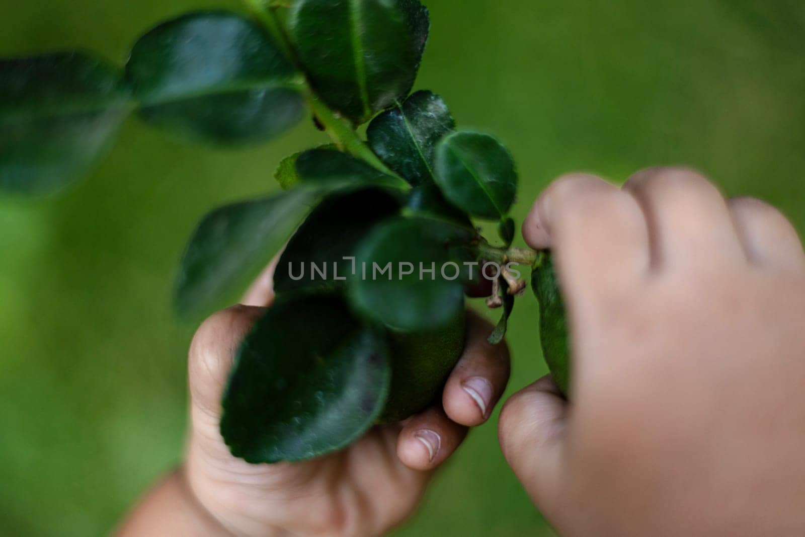 Close Up Of Hand Reaching To Pick Fruit From Tree. Picking lemons from a lemon tree.