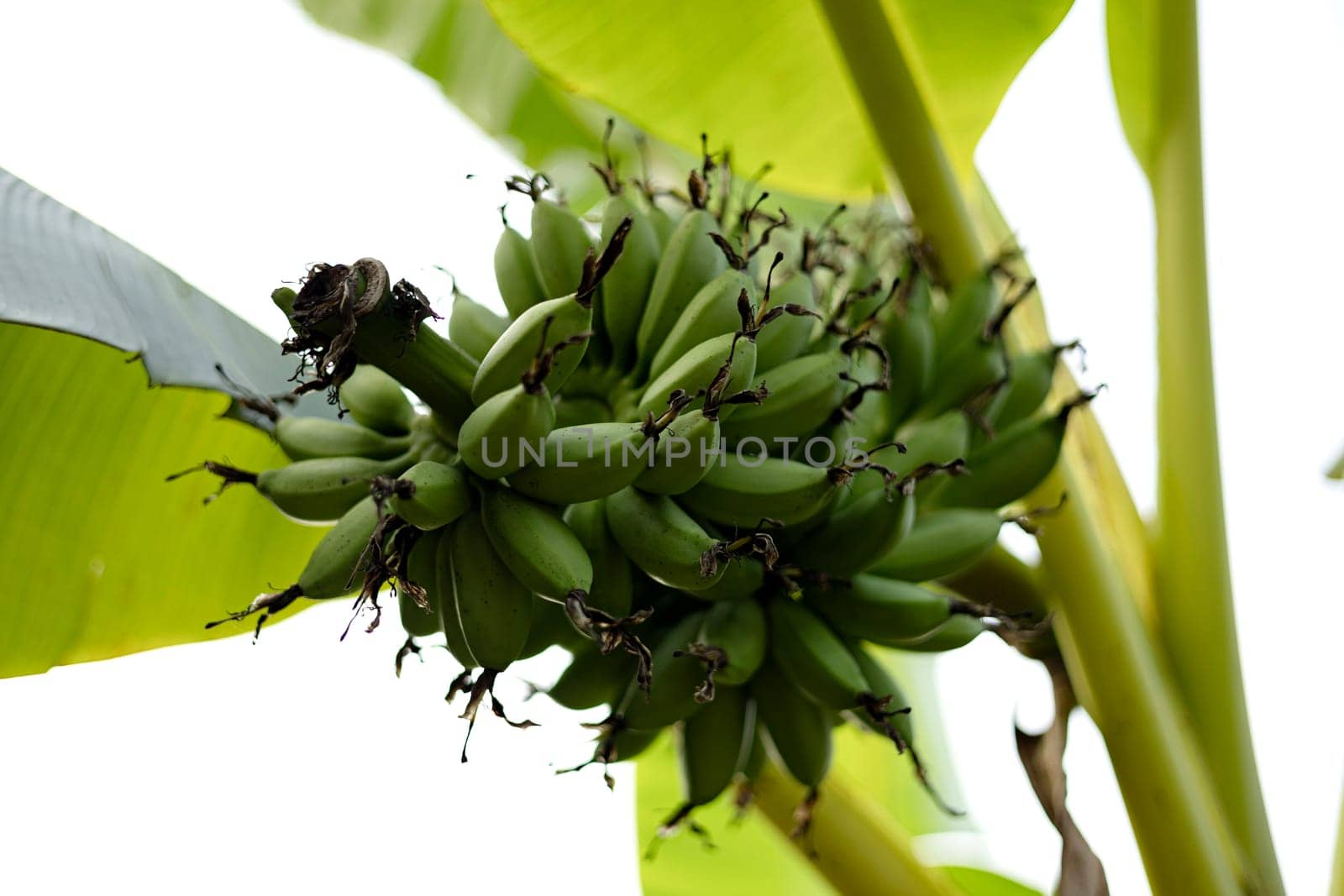 Green bananas growing on trees. Green tropical banana fruits close-up on banana plantation. Agriculture and banana production concept.