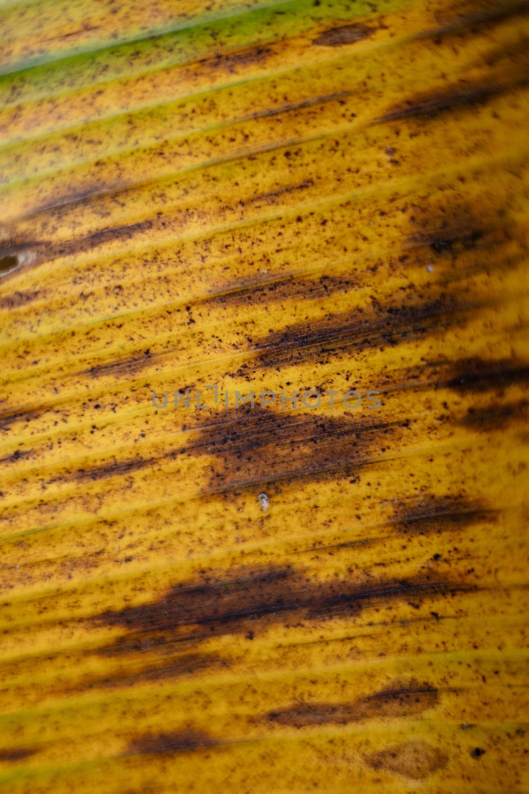 Background texture yellow banana leaf. Close-up old banana leave.