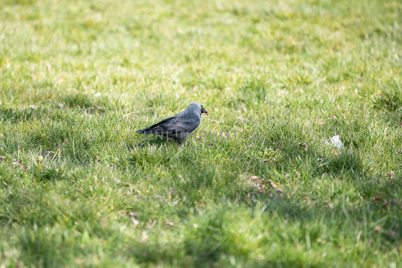 During the day, wild birds search for insects and seeds among the lush grass.