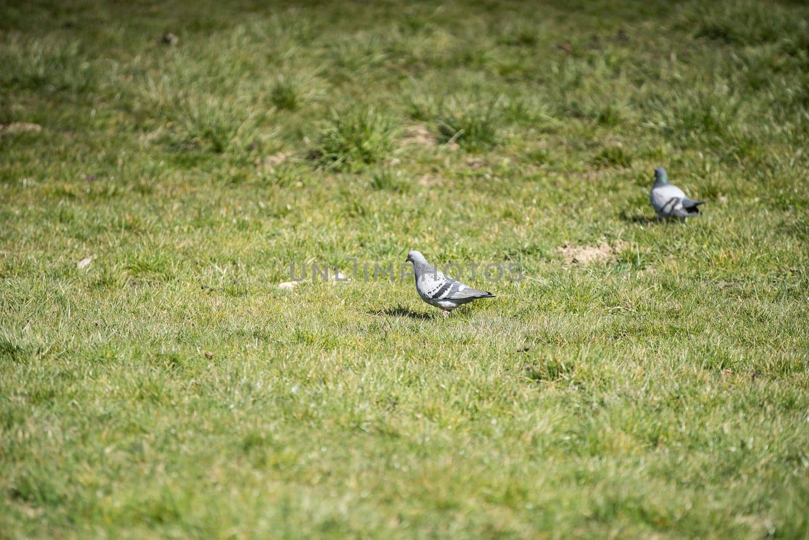 During the day, wild birds search for insects and seeds among the lush grass.