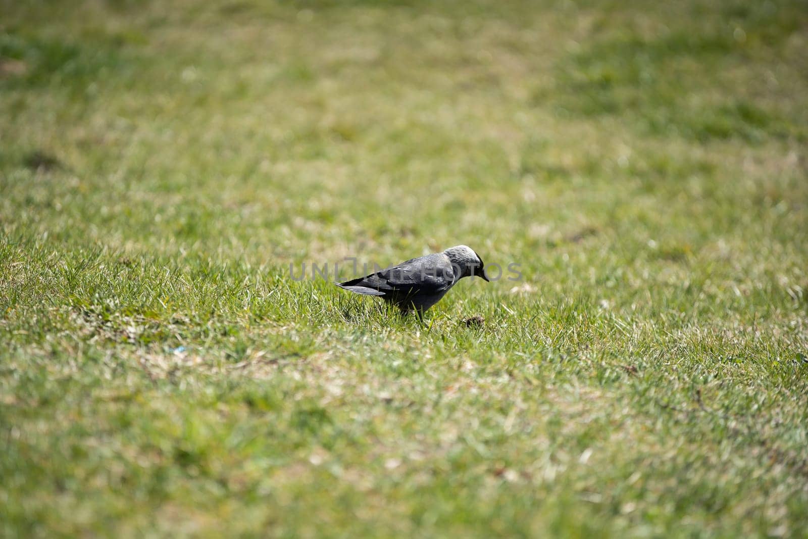 During the day, wild birds search for insects and seeds among the lush grass.