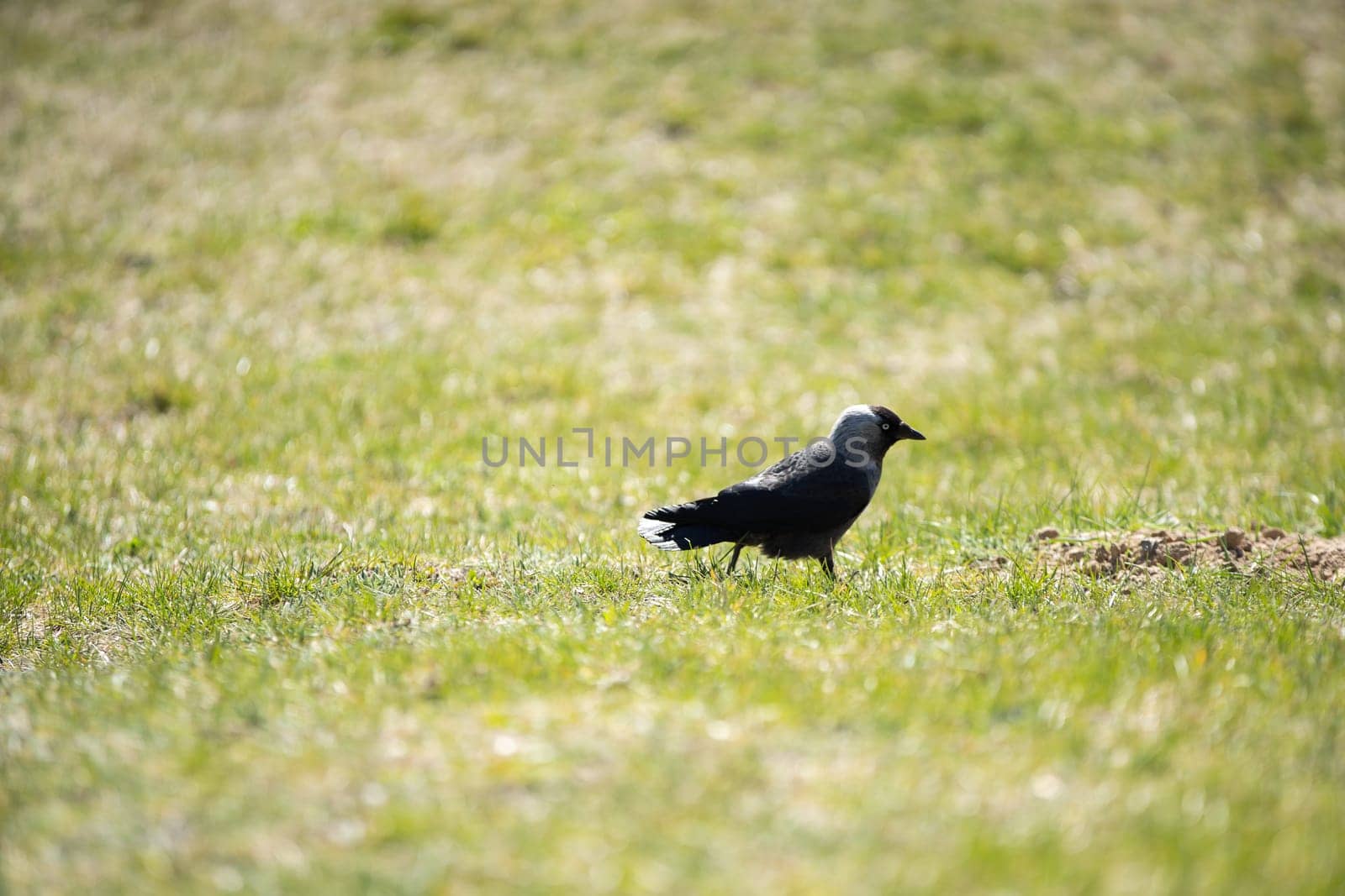 During the day, wild birds search for insects and seeds among the lush grass.