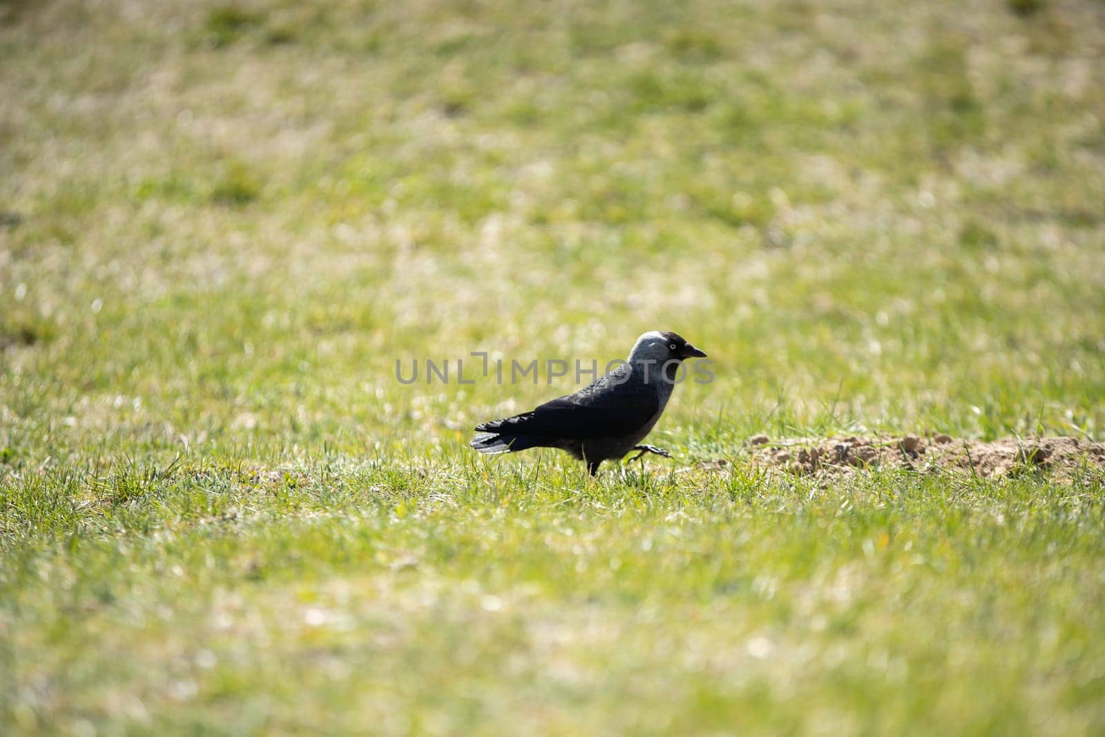 During the day, wild birds search for insects and seeds among the lush grass.