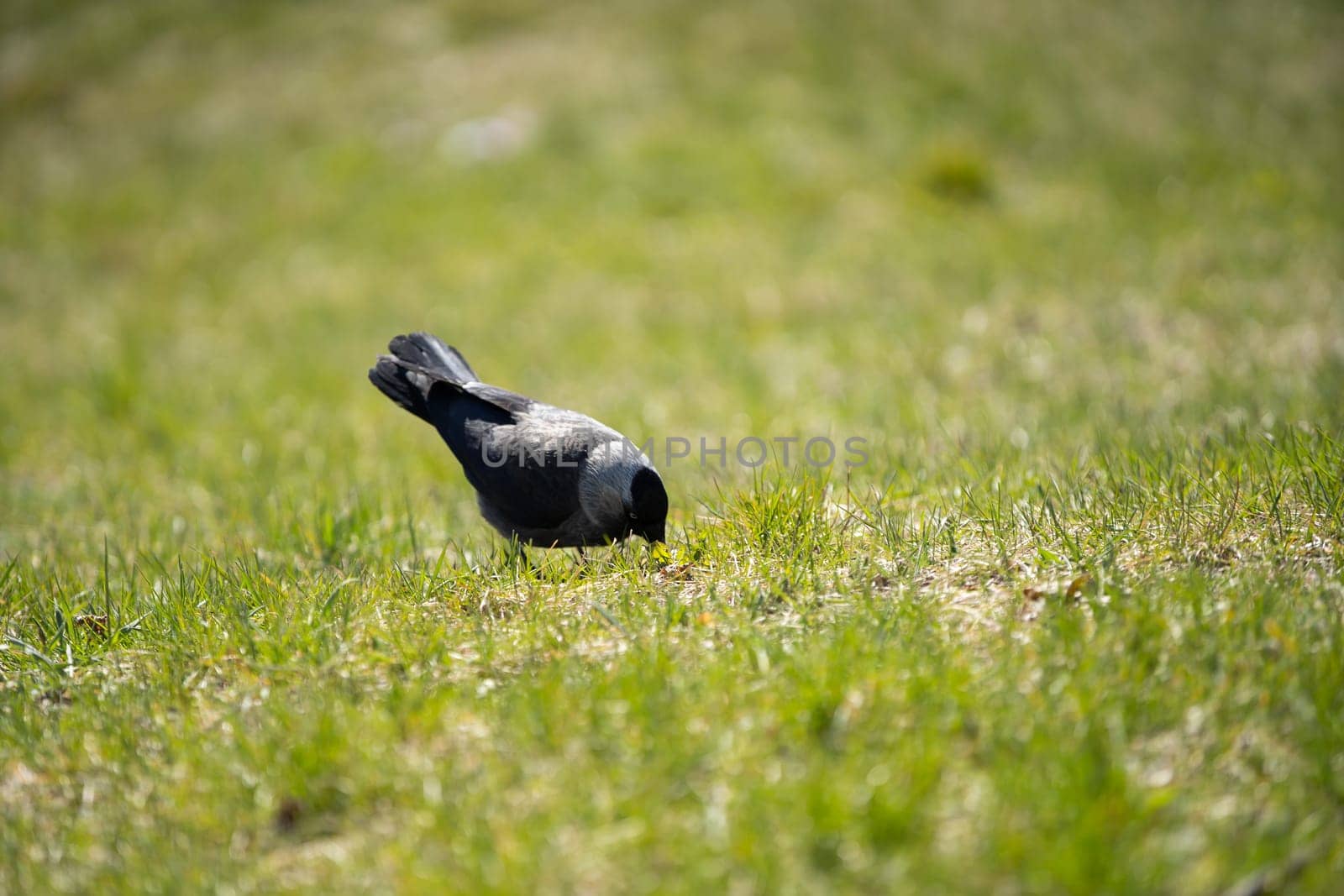During the day, wild birds search for insects and seeds among the lush grass.
