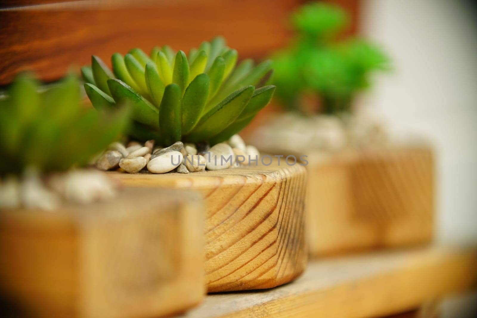 Decoration Plant in small pot. Green plant in small pot placed as room decorations and interior decor.