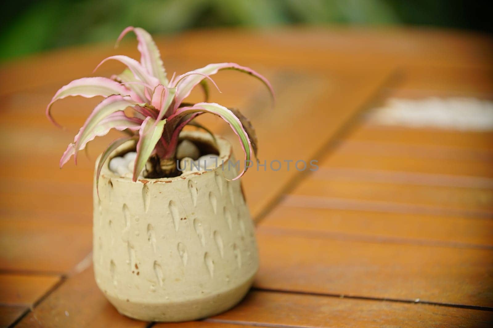 Decoration Plant in small pot. Green plant in small pot placed as room decorations and interior decor.