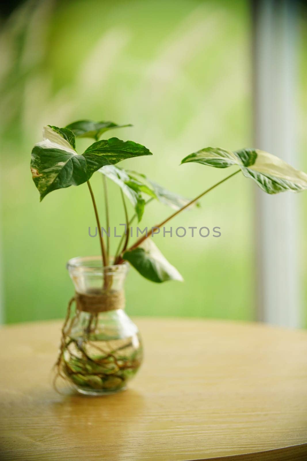 Decoration Plant in small pot. Green plant in small pot placed as room decorations and interior decor.