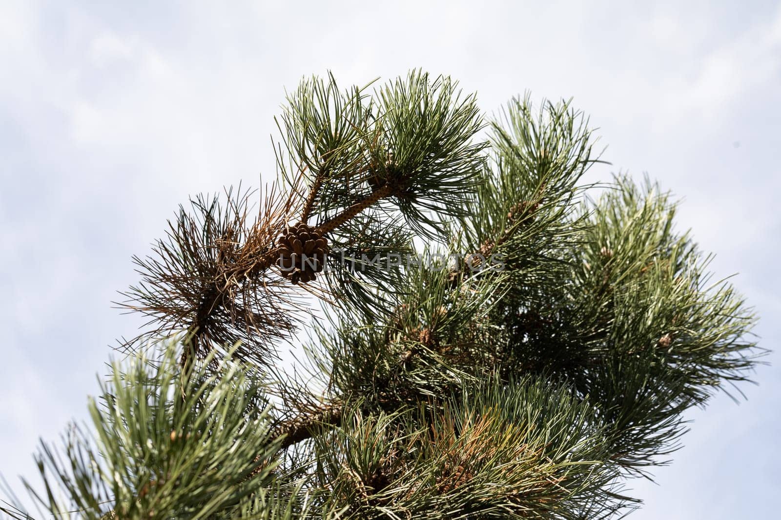 Dense pine branches with mature, mature cones against the background of a blue sky with delicate white clouds.