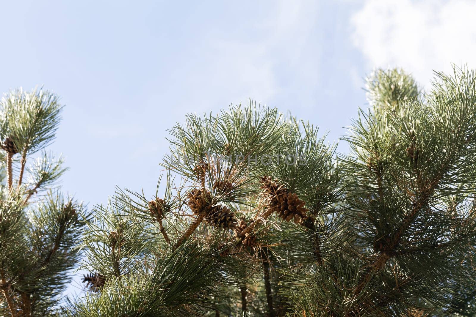 Dense pine branches with mature, mature cones against the background of a blue sky with delicate white clouds.