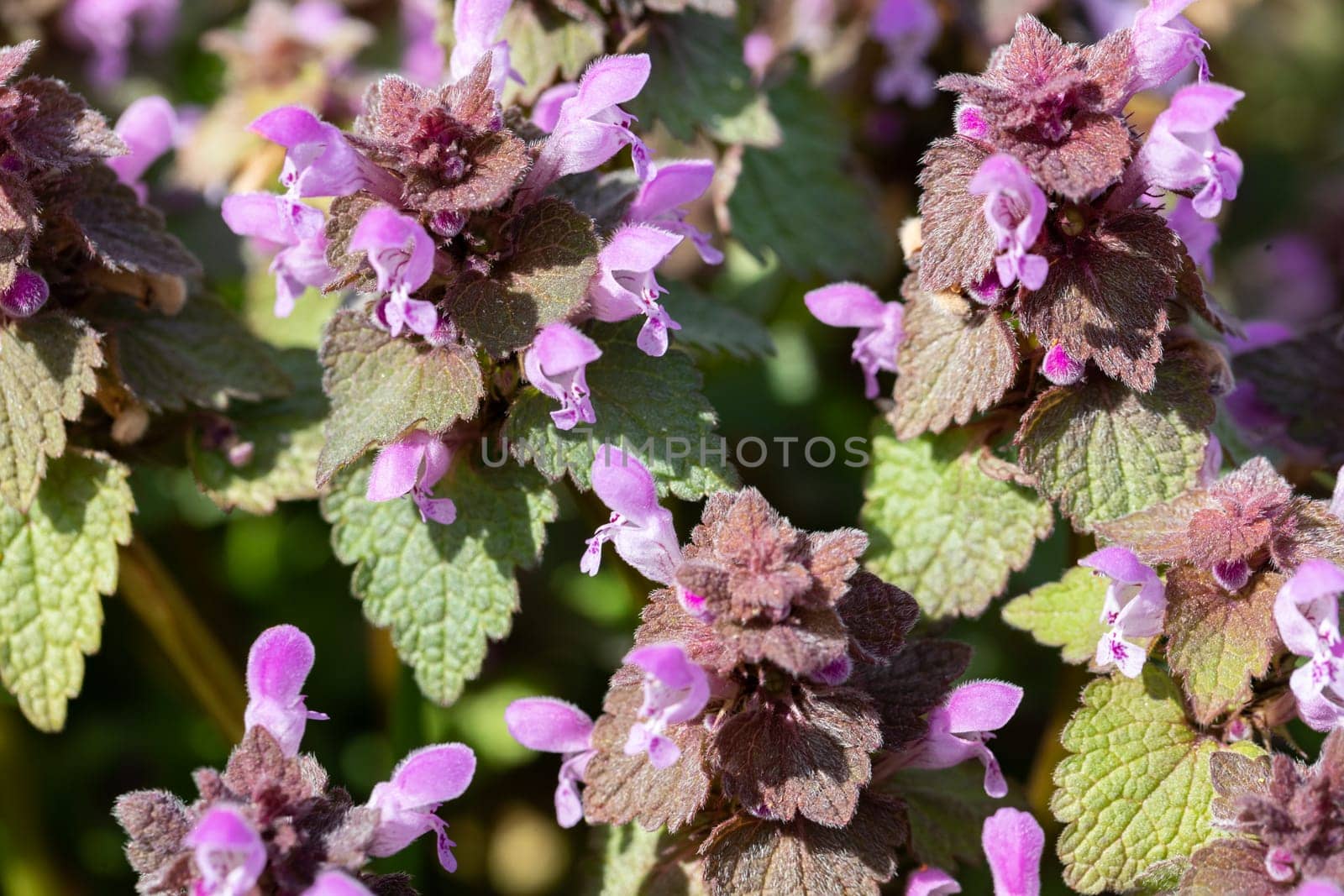 A large number of purple thyme flowers in the flowering vessel. Summer season. Green leaves.
