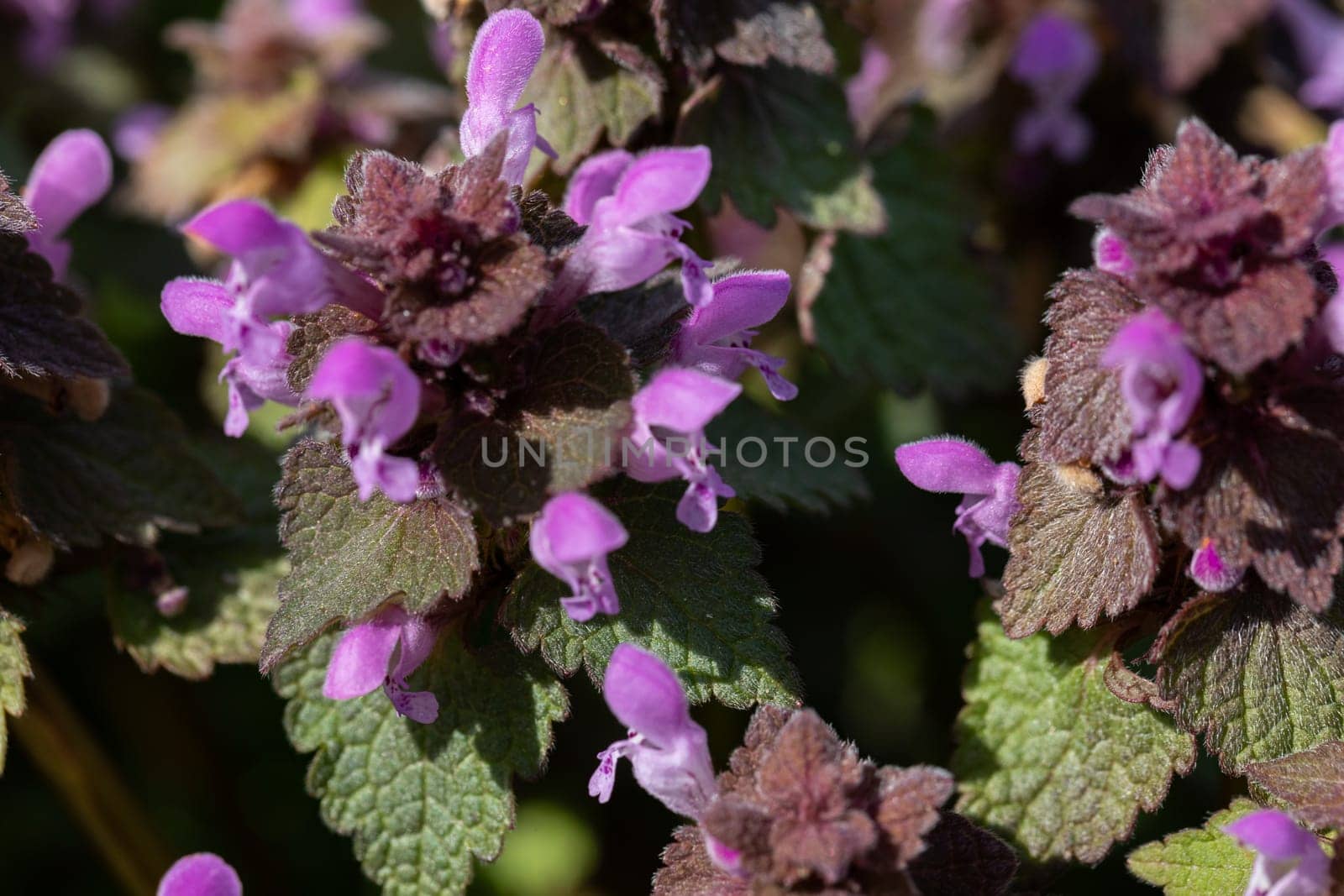 A large number of purple thyme flowers in the flowering vessel. Summer season. Green leaves.