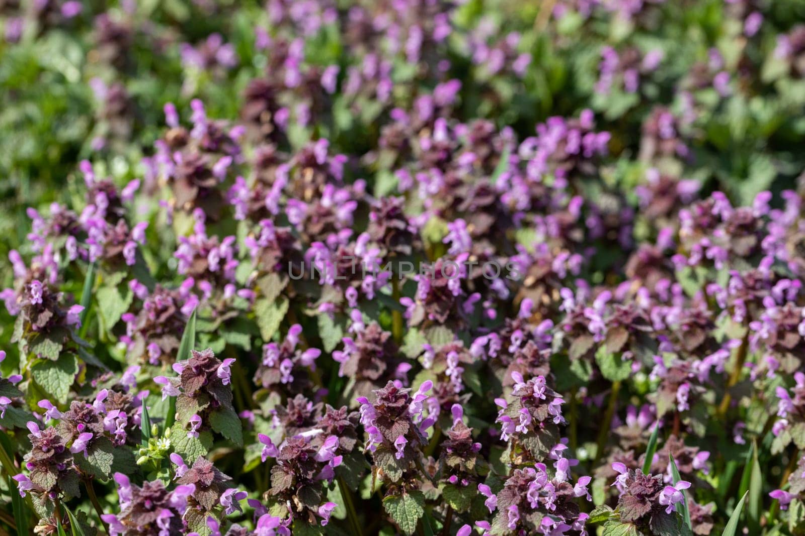 A large number of purple thyme flowers in the flowering vessel. Summer season. Green leaves.