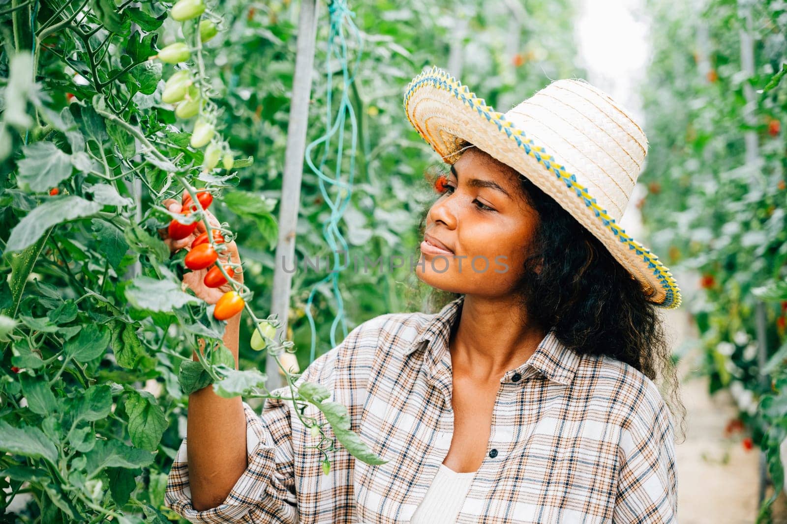 In the greenhouse, a young Black woman farmer holds a digital tablet, inspecting and controlling tomato quality. Smart farming concept with the owner smiling and examining vegetables.