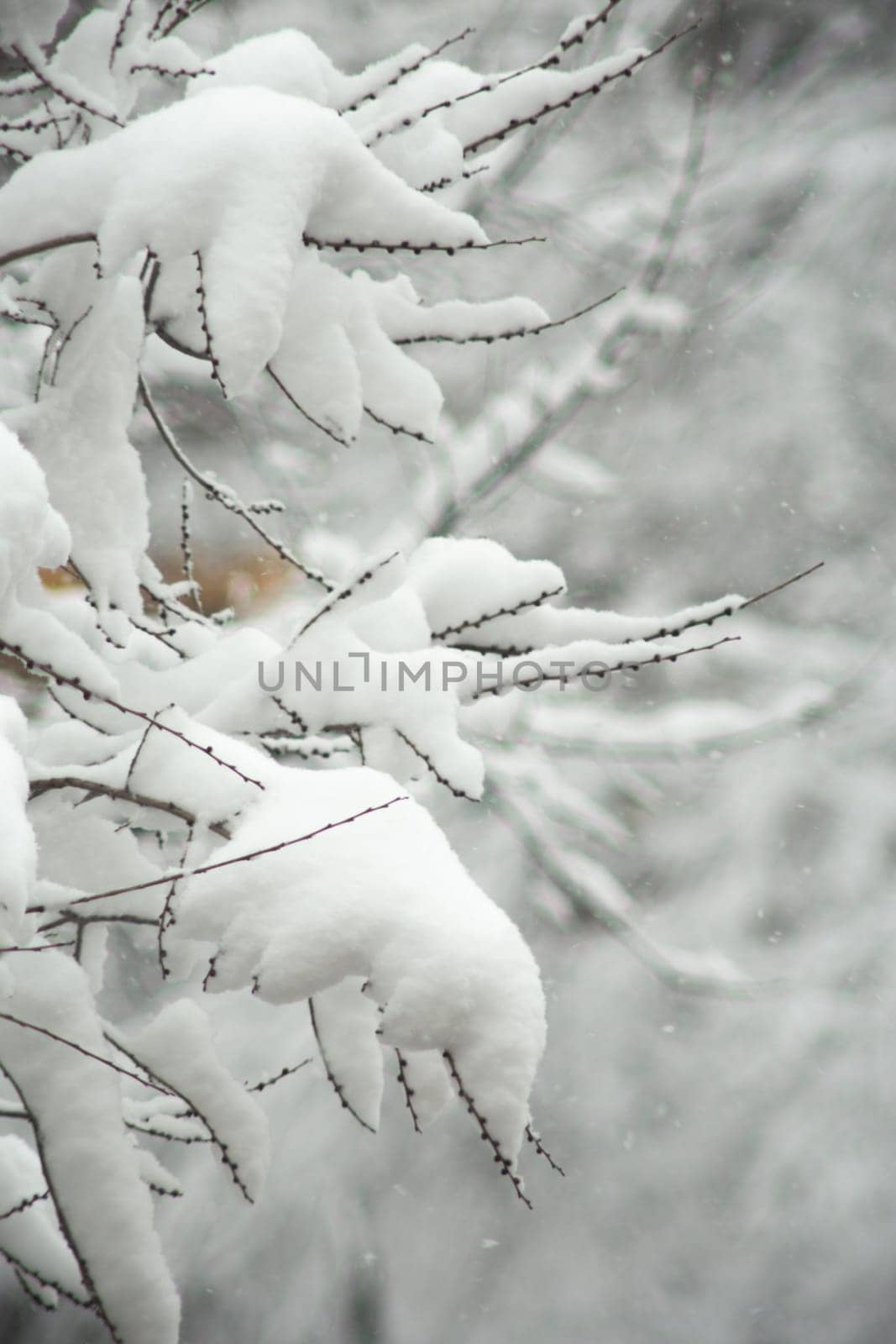 A close-up of snow-covered tree branches against a soft, out-of-focus background. The delicate beauty of nature in winter.