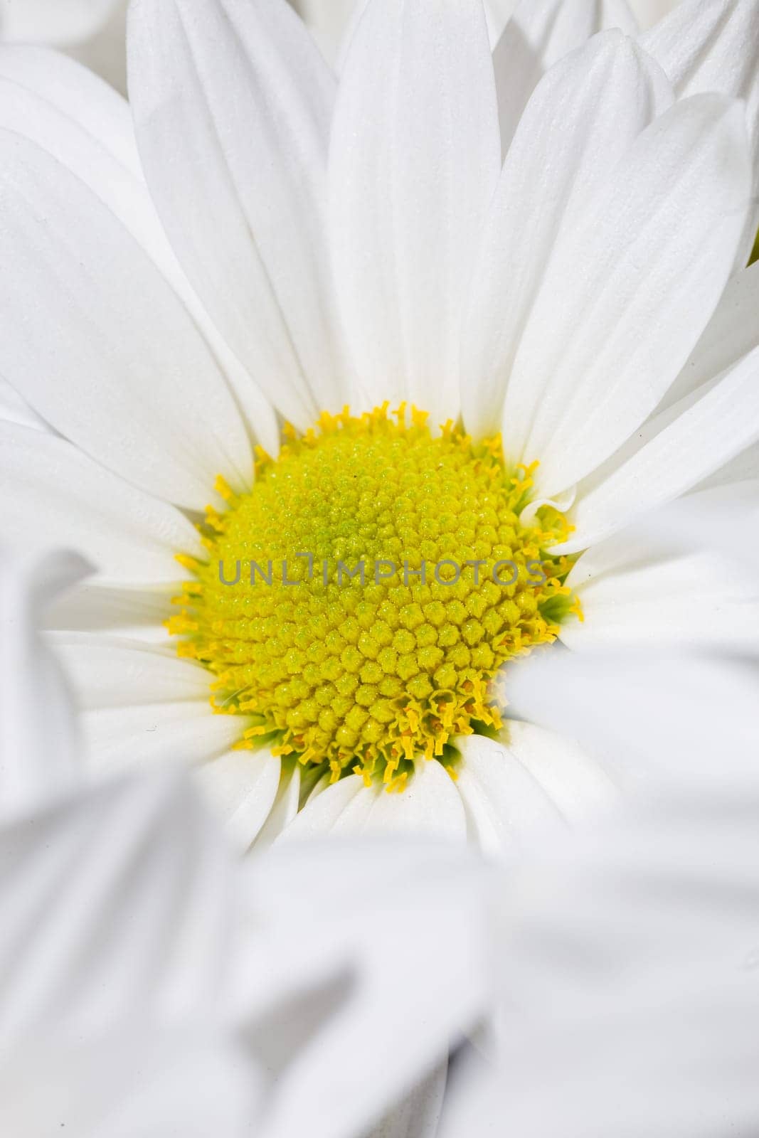 White daisy flower with yellow center isolated on white background by Pukhovskiy