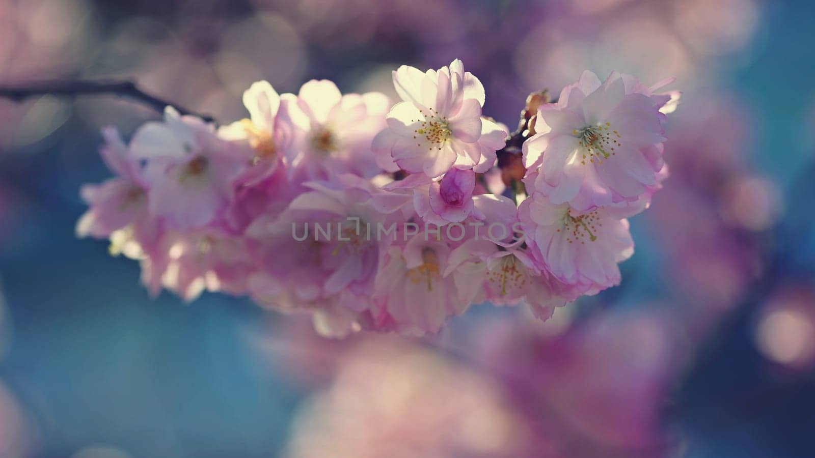 Spring background. Beautiful colorful blooming spring tree. Japanese cherry - Sakura. Nature background.