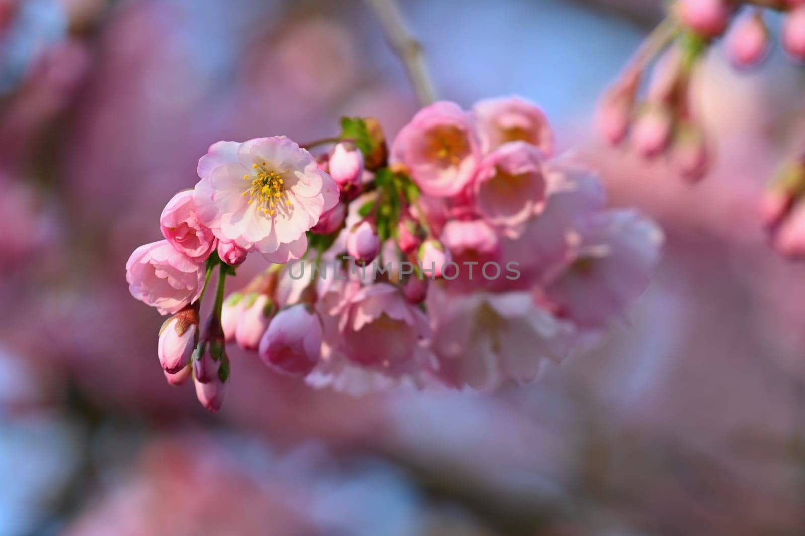 Spring flowers. Beautifully blossoming tree branch. Cherry - Sakura and sun with a natural colored background.